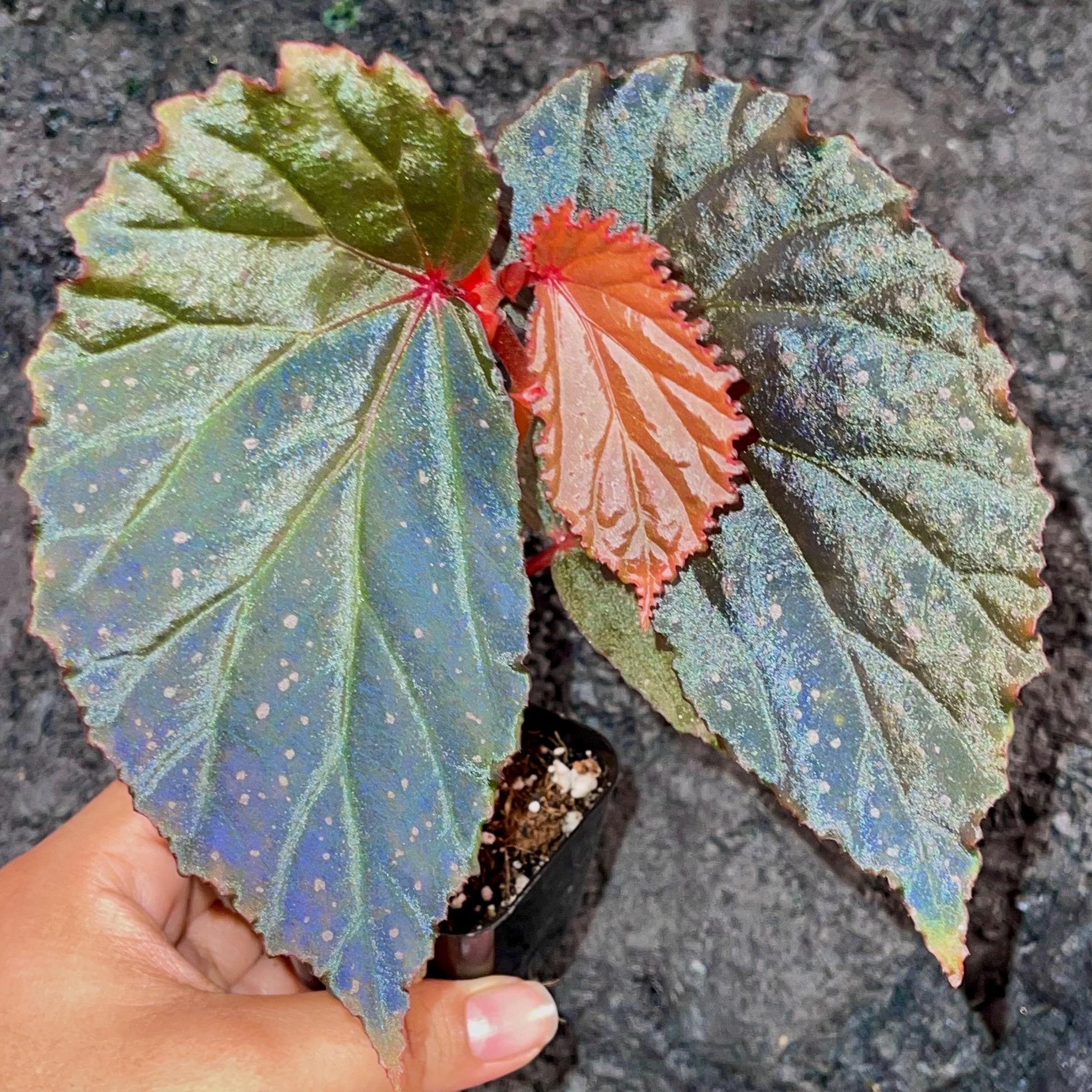 Begonia Botanicaz 109 V.2