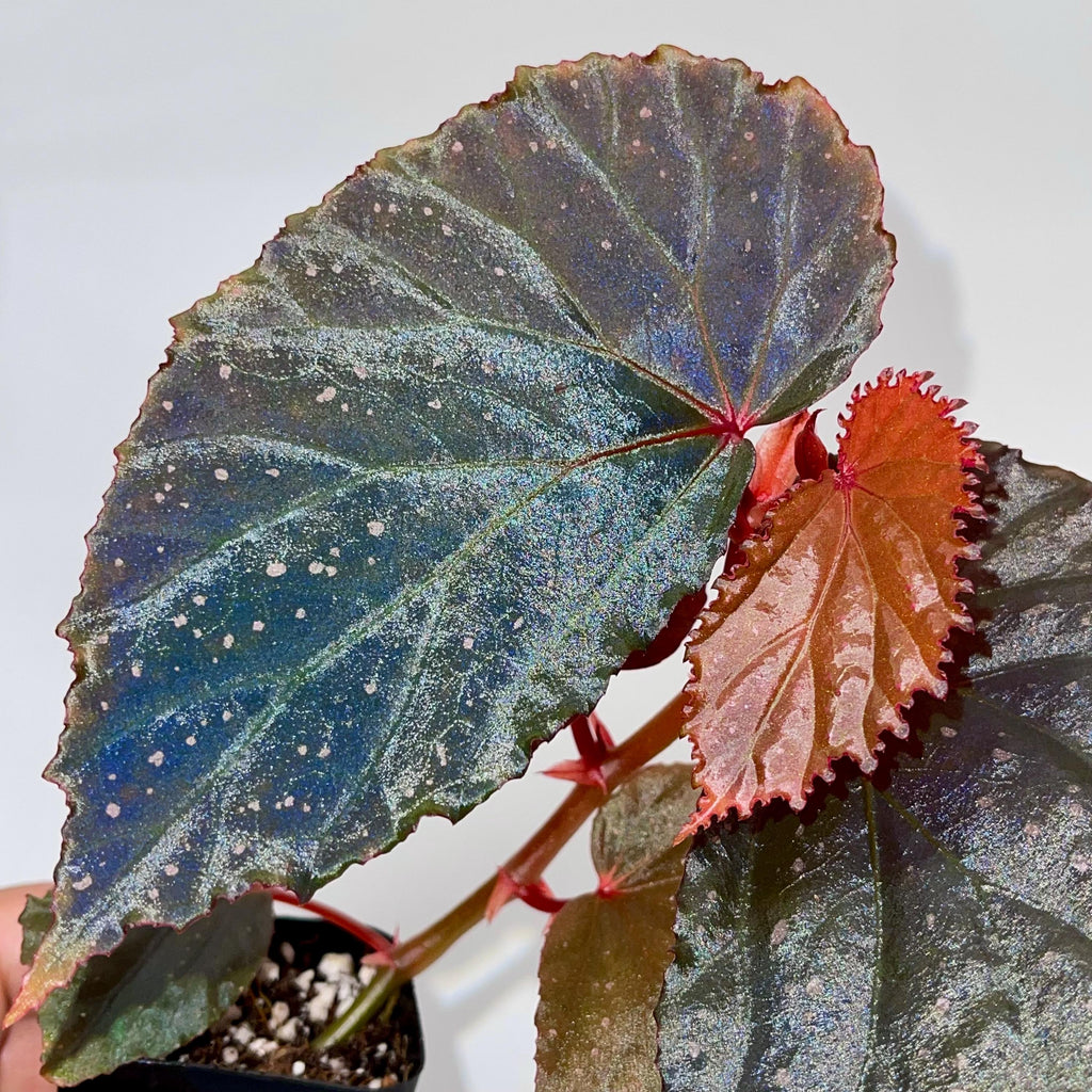 Begonia Botanicaz 109 V.2