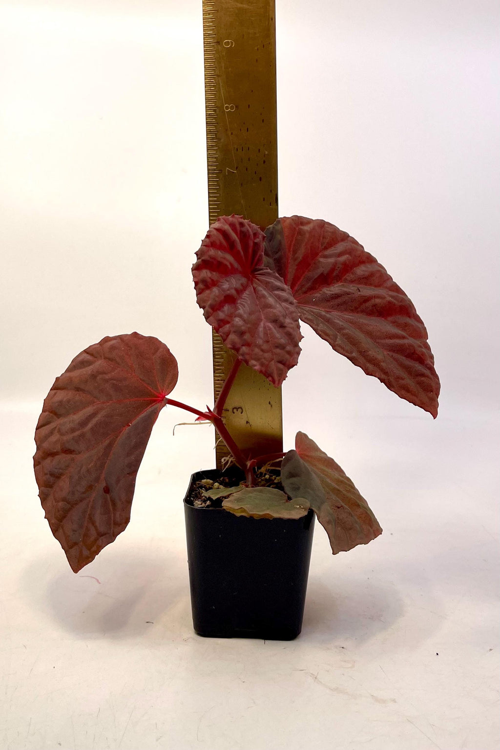 Begonia Botanicaz 115 V.1