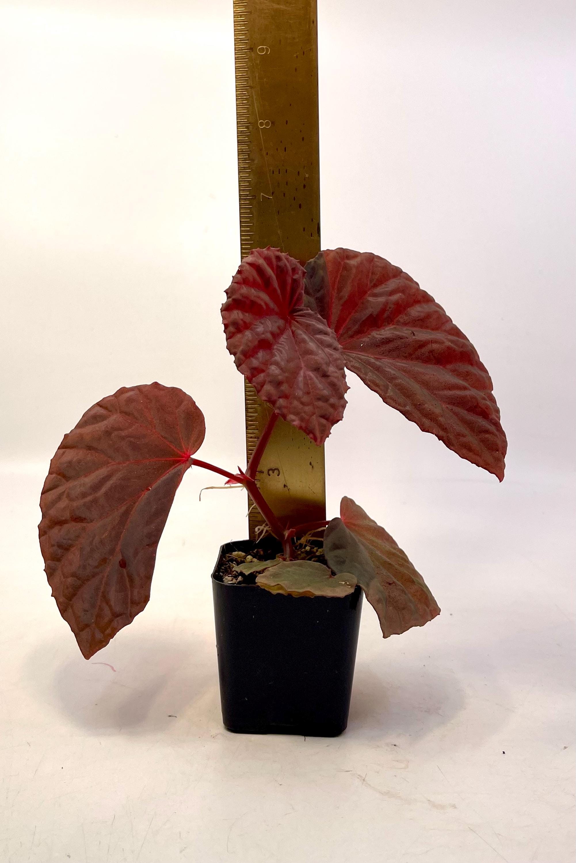 Begonia Botanicaz 115 V.1