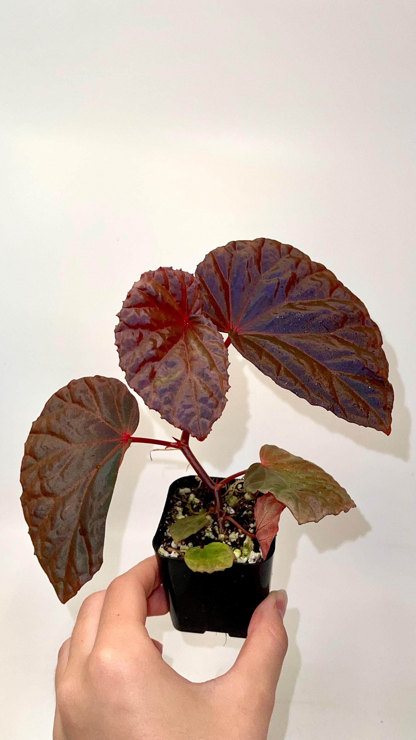 Begonia Botanicaz 115 V.1