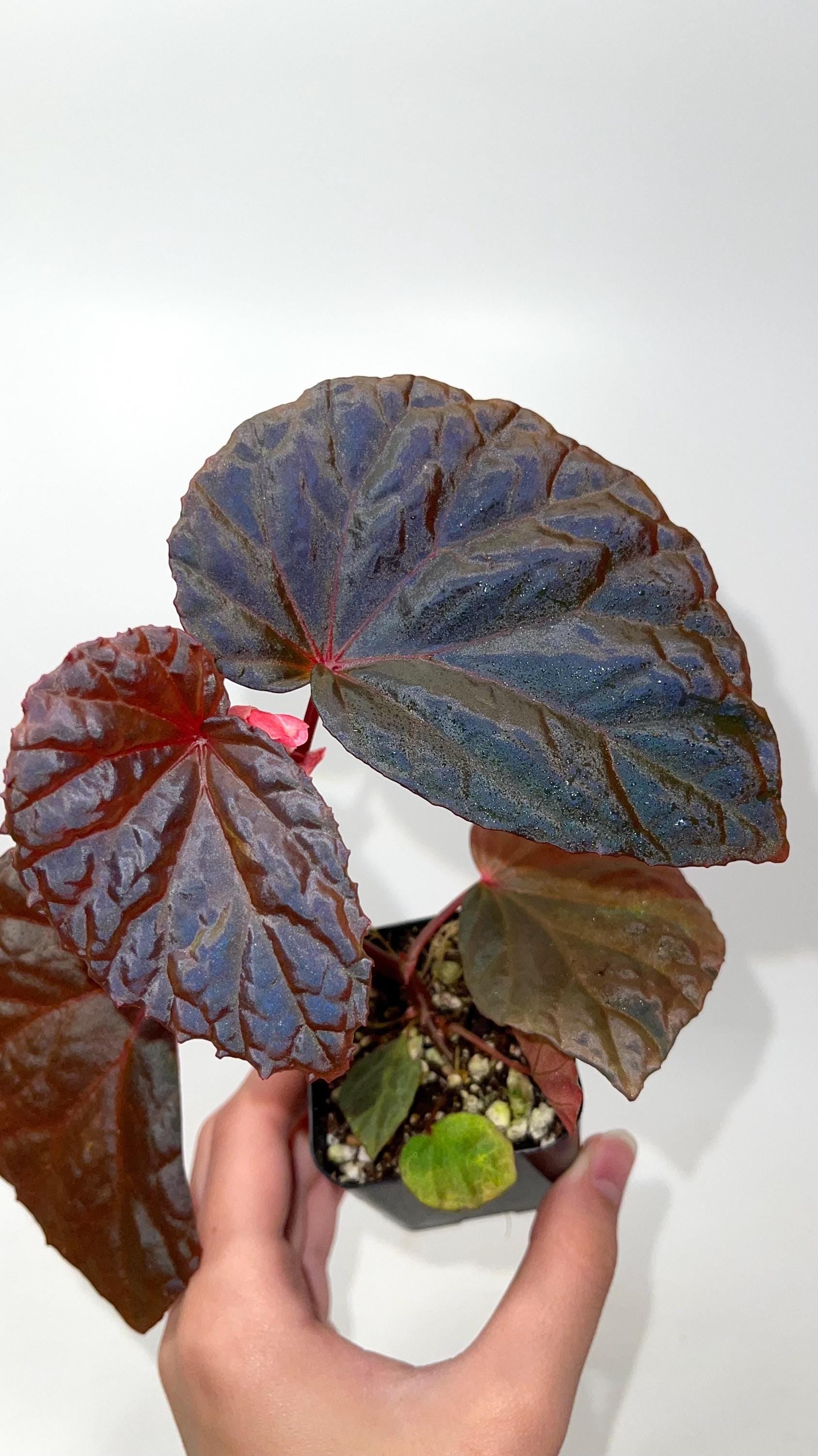 Begonia Botanicaz 115 V.1