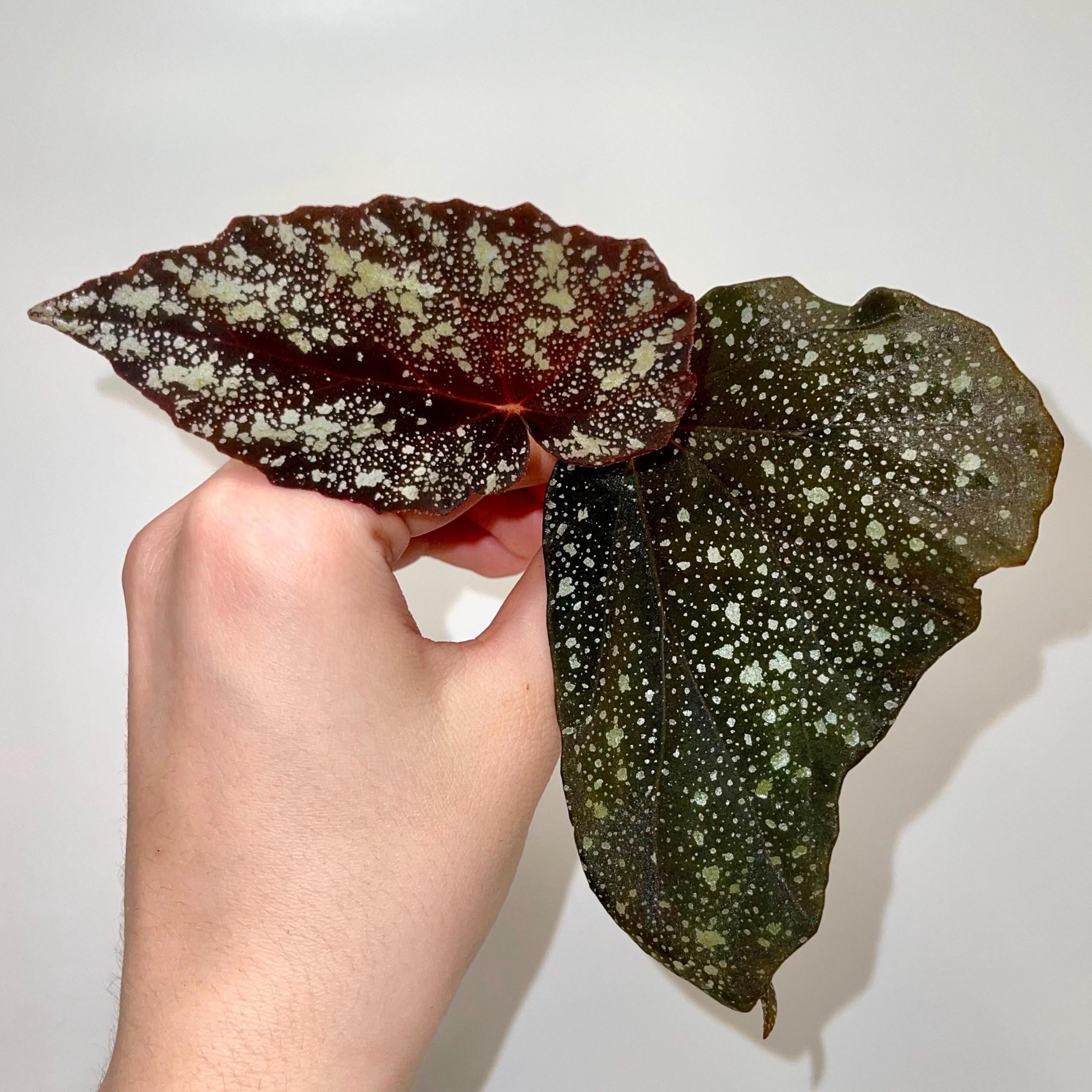 TOP CUTTING Begonia 'Moona' (Can acclimate to house conditions) Fragrant Blooms