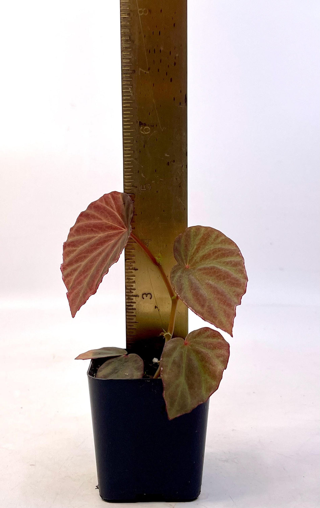 Begonia Botanicaz 111 V.1 (Can acclimate to house conditions)