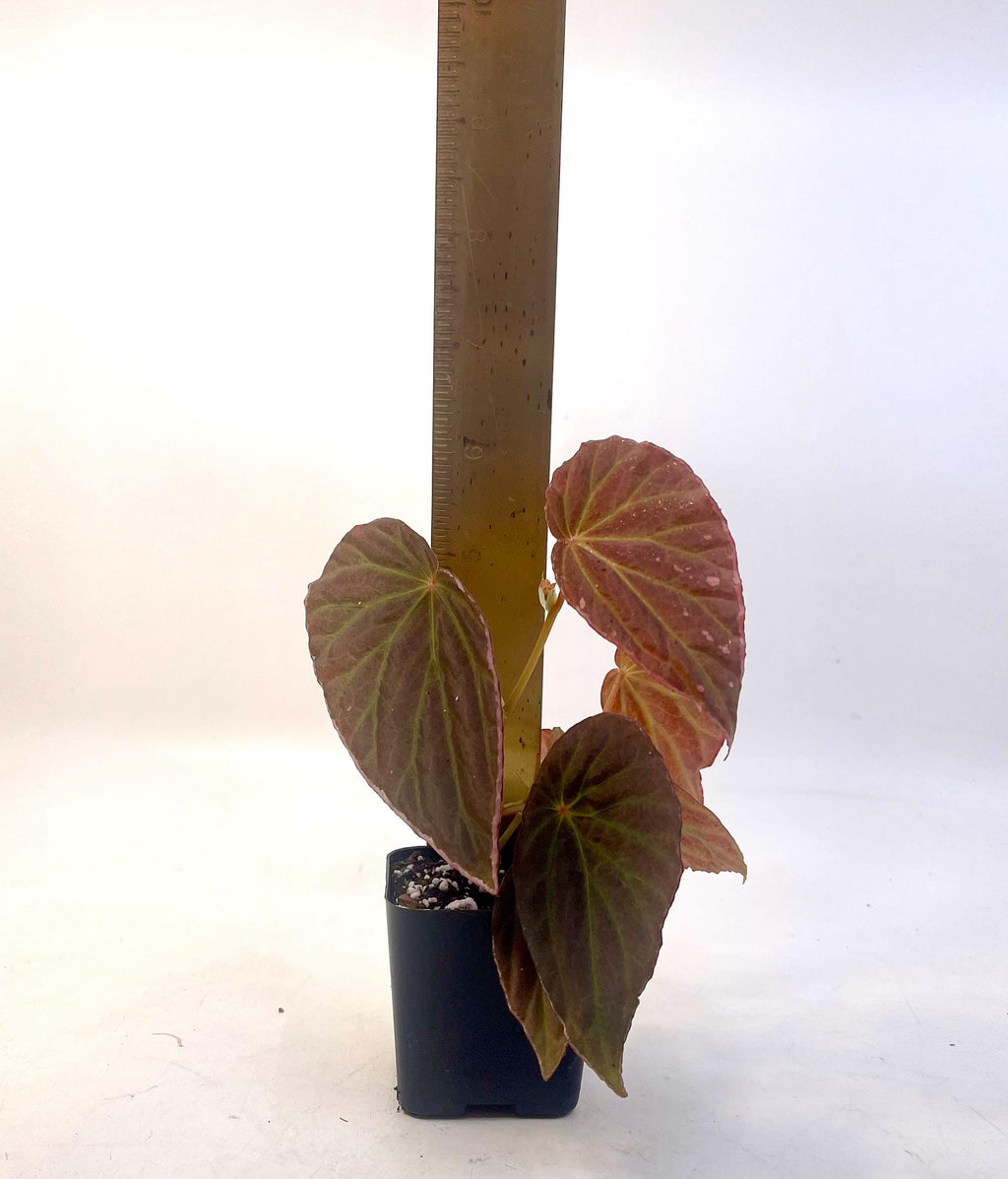 Begonia Botanicaz 111 V.3 (Can acclimate to house conditions)
