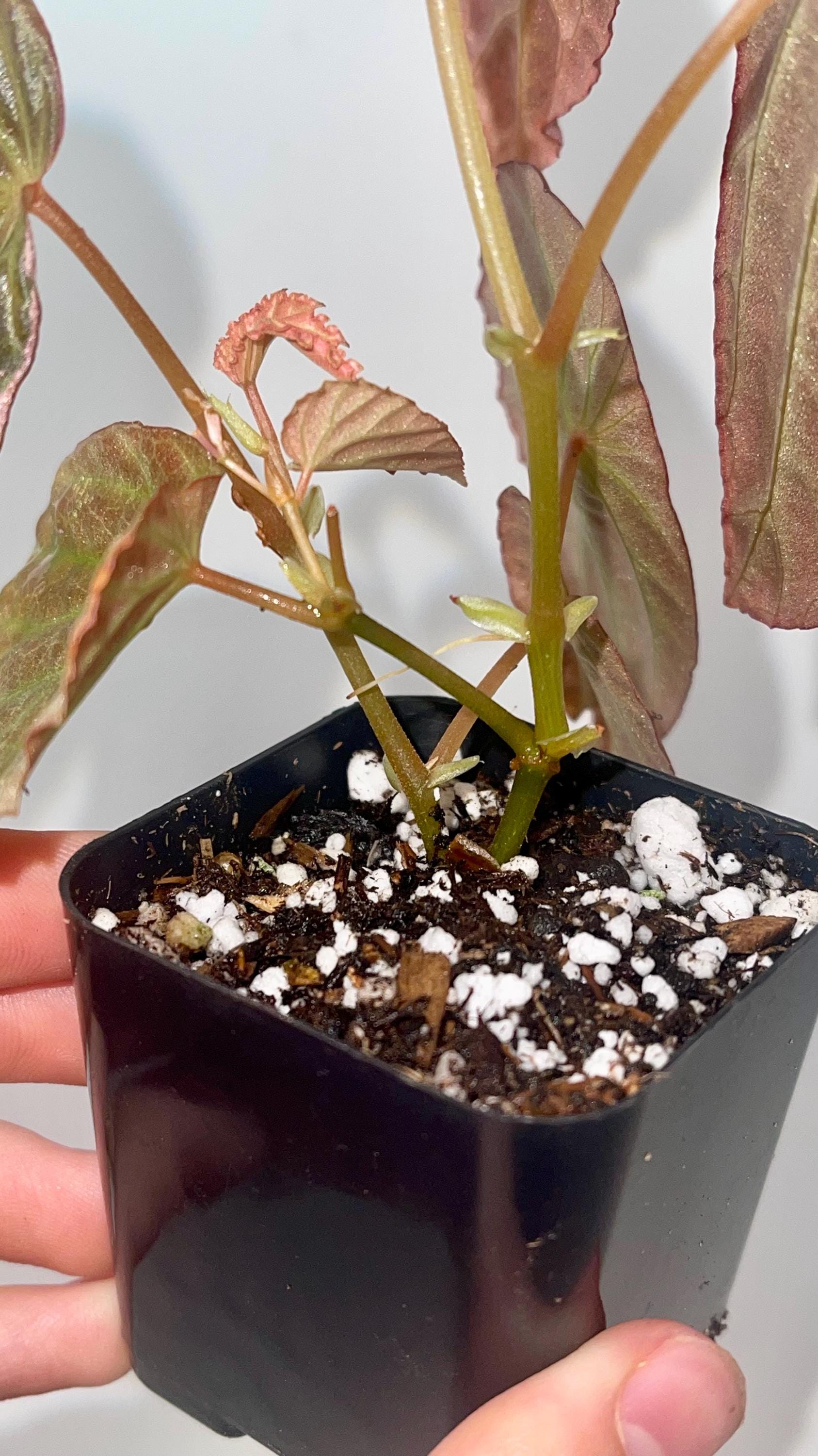 Begonia Botanicaz 111 V.3 (Can acclimate to house conditions)