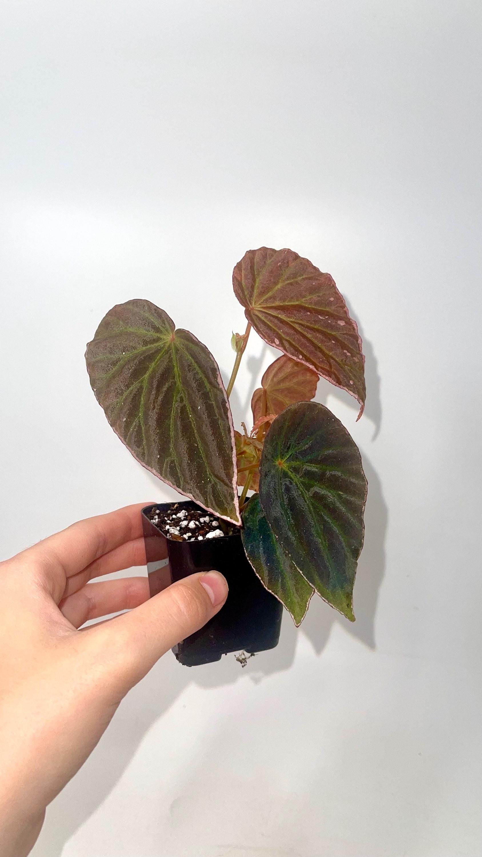 Begonia Botanicaz 111 V.3 (Can acclimate to house conditions)