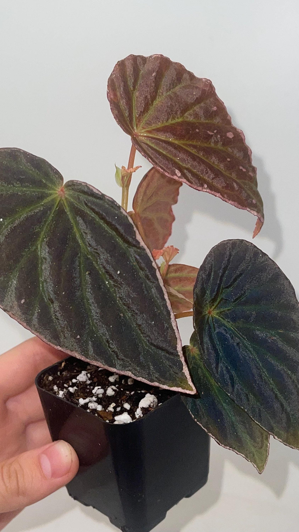 Begonia Botanicaz 111 V.3 (Can acclimate to house conditions)