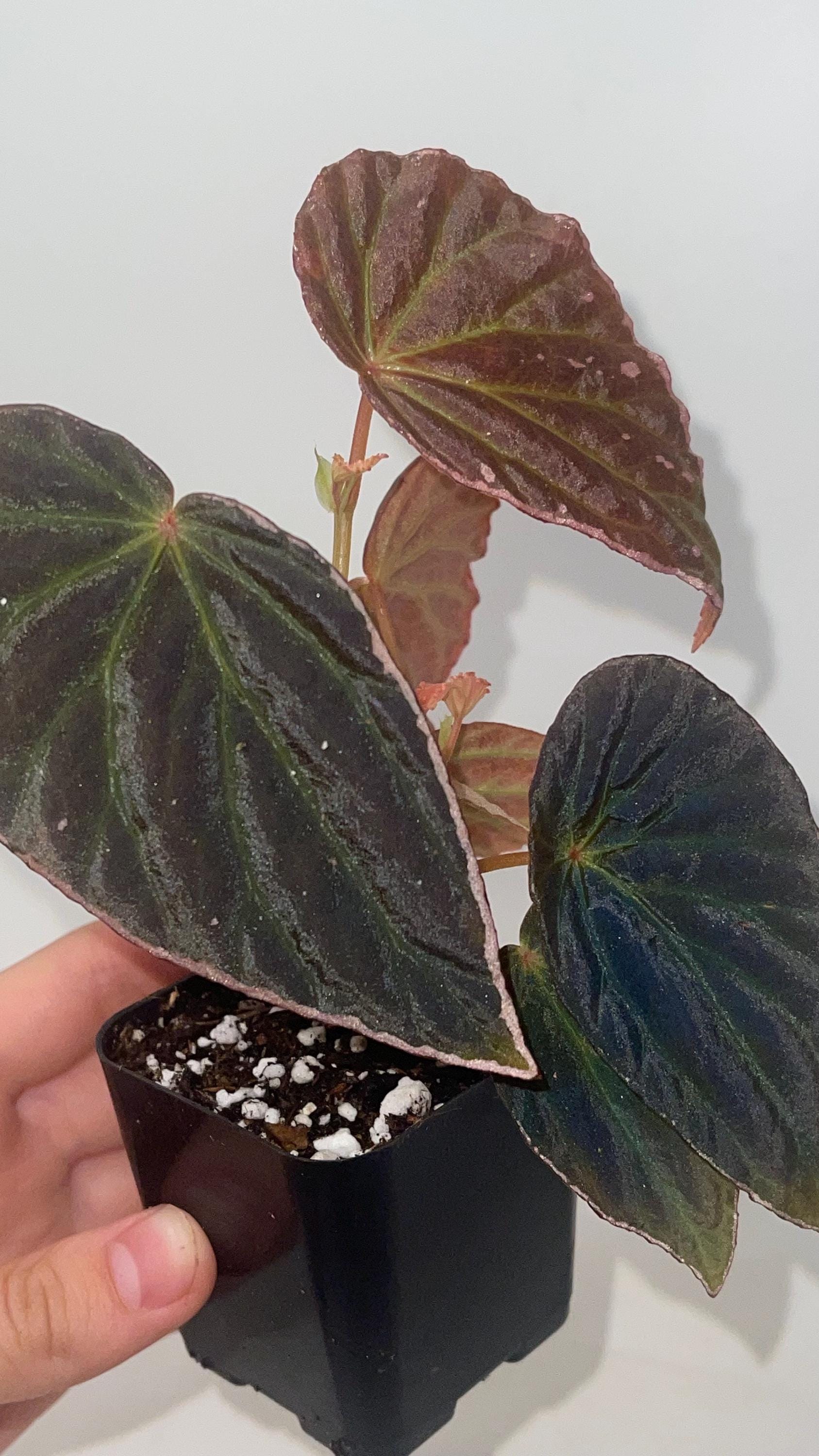 Begonia Botanicaz 111 V.3 (Can acclimate to house conditions)