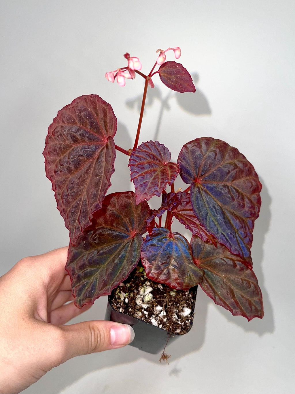 Begonia Botanicaz 115 V.5
