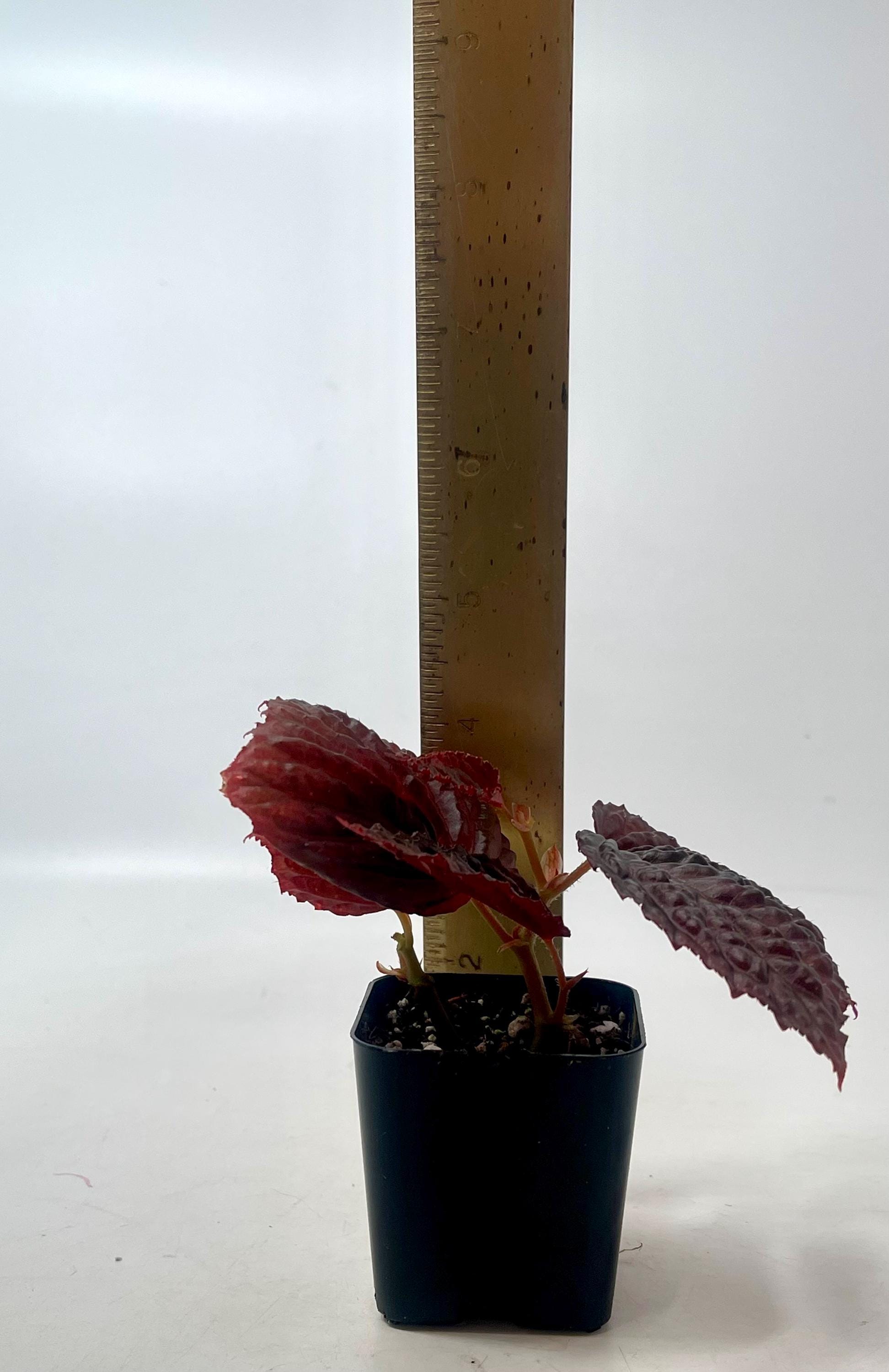 Begonia Botanicaz 98