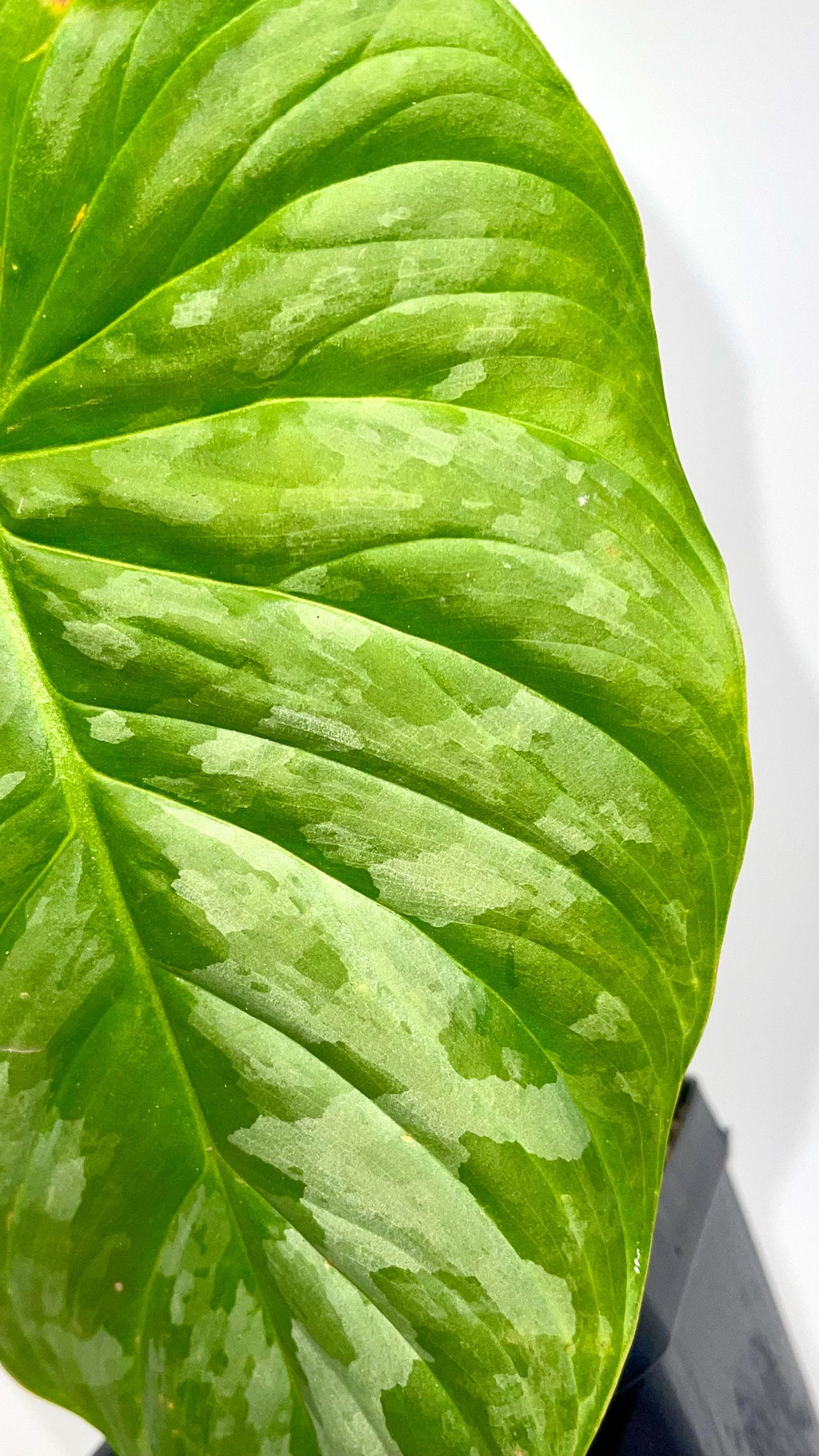 Philodendron 'Majestic' (One node, rooted cutting) (Can acclimate to house conditions)