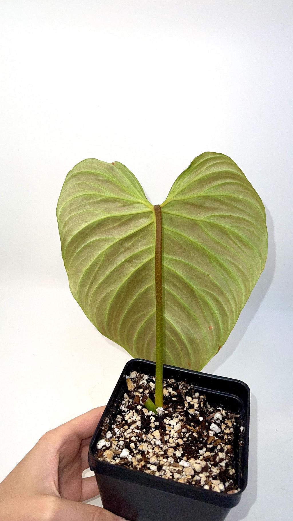 Philodendron 'Majestic' (One node, rooted cutting) (Can acclimate to house conditions)