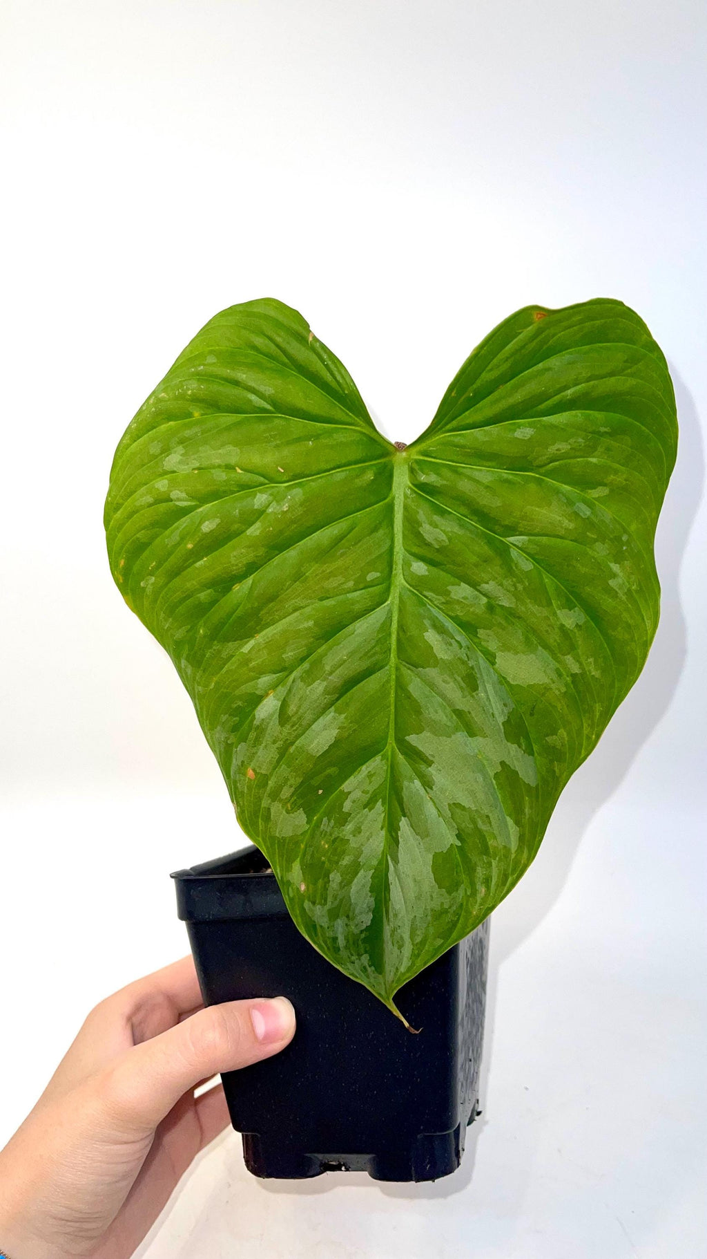Philodendron 'Majestic' (One node, rooted cutting) (Can acclimate to house conditions)