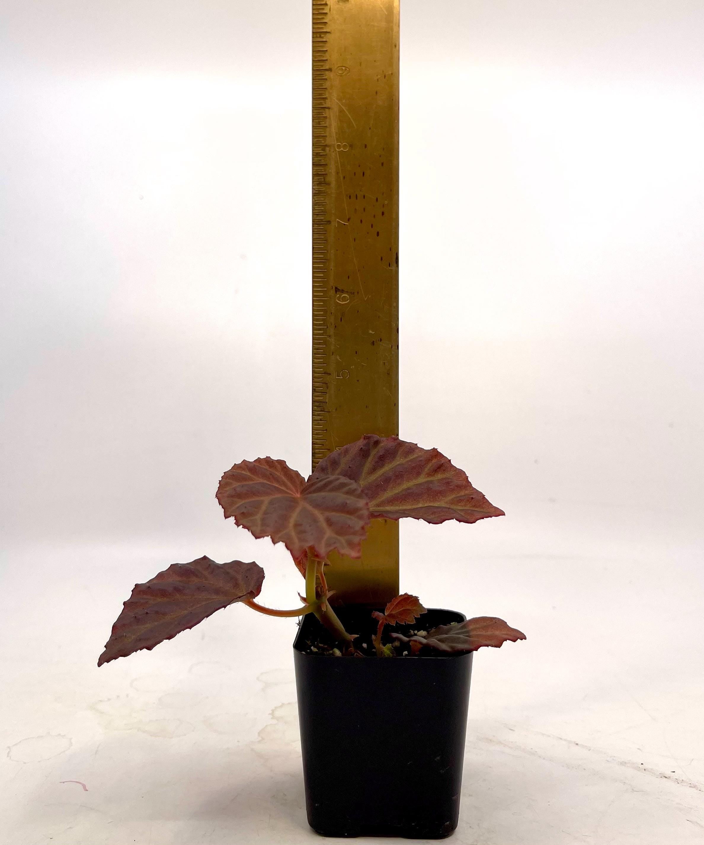 Begonia Botanicaz 87 V.1