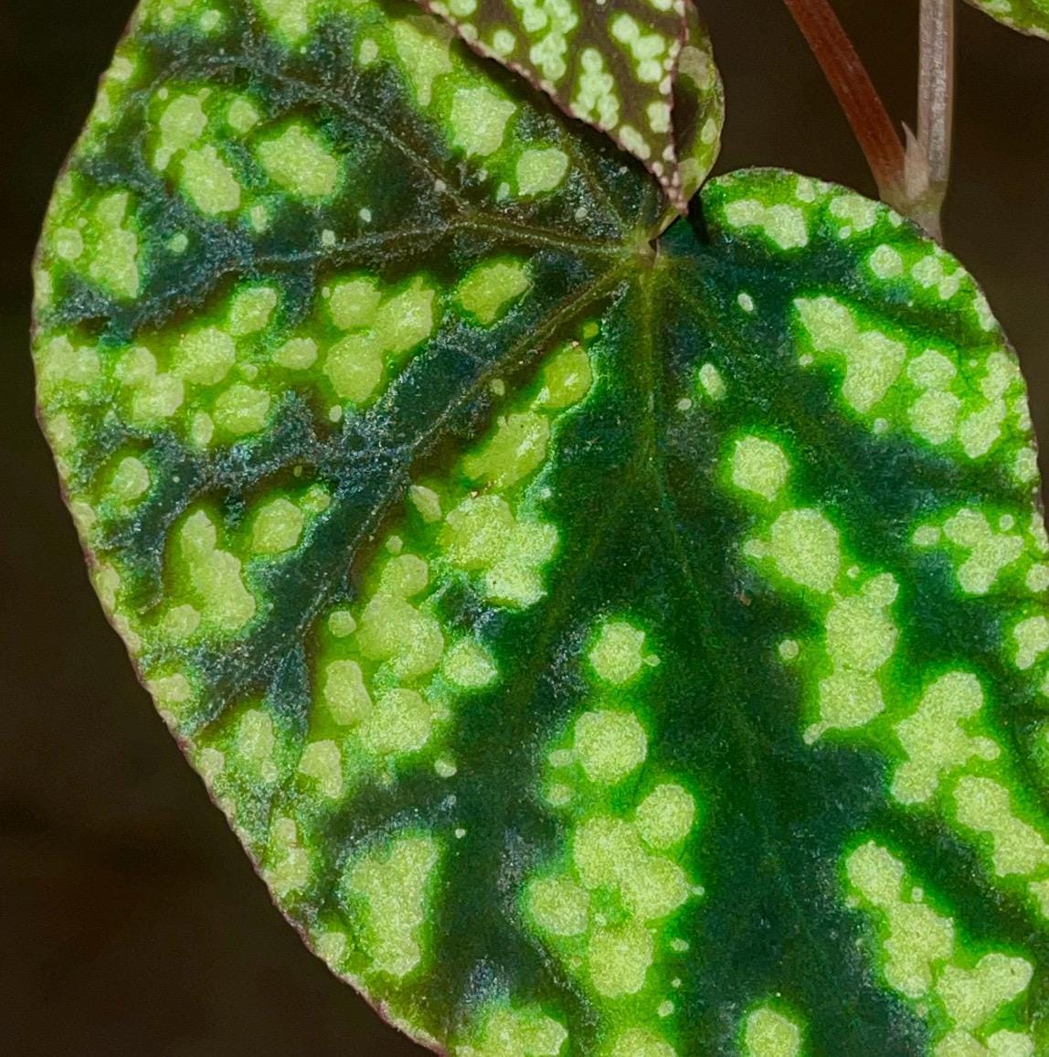 CUTTING Begonia Botanicaz 96 V.8 (Can acclimate to house conditions)