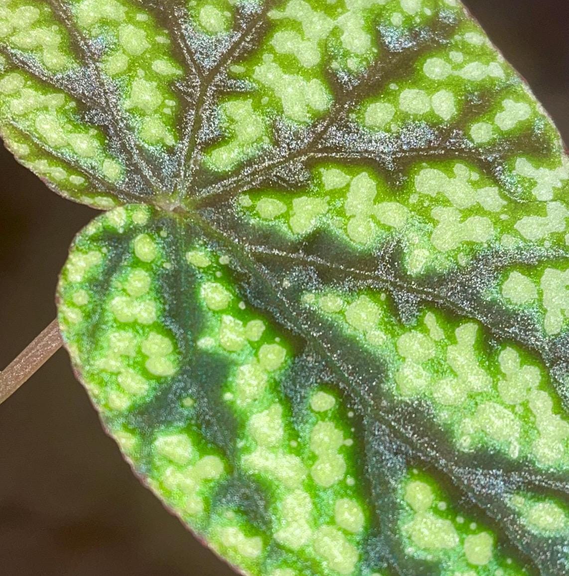 TOP CUTTING Begonia Botanicaz 96 V.8 (Can acclimate to house conditions)
