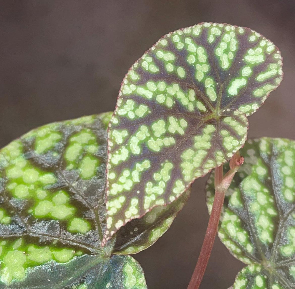 TOP CUTTING Begonia Botanicaz 96 V.8 (Can acclimate to house conditions)
