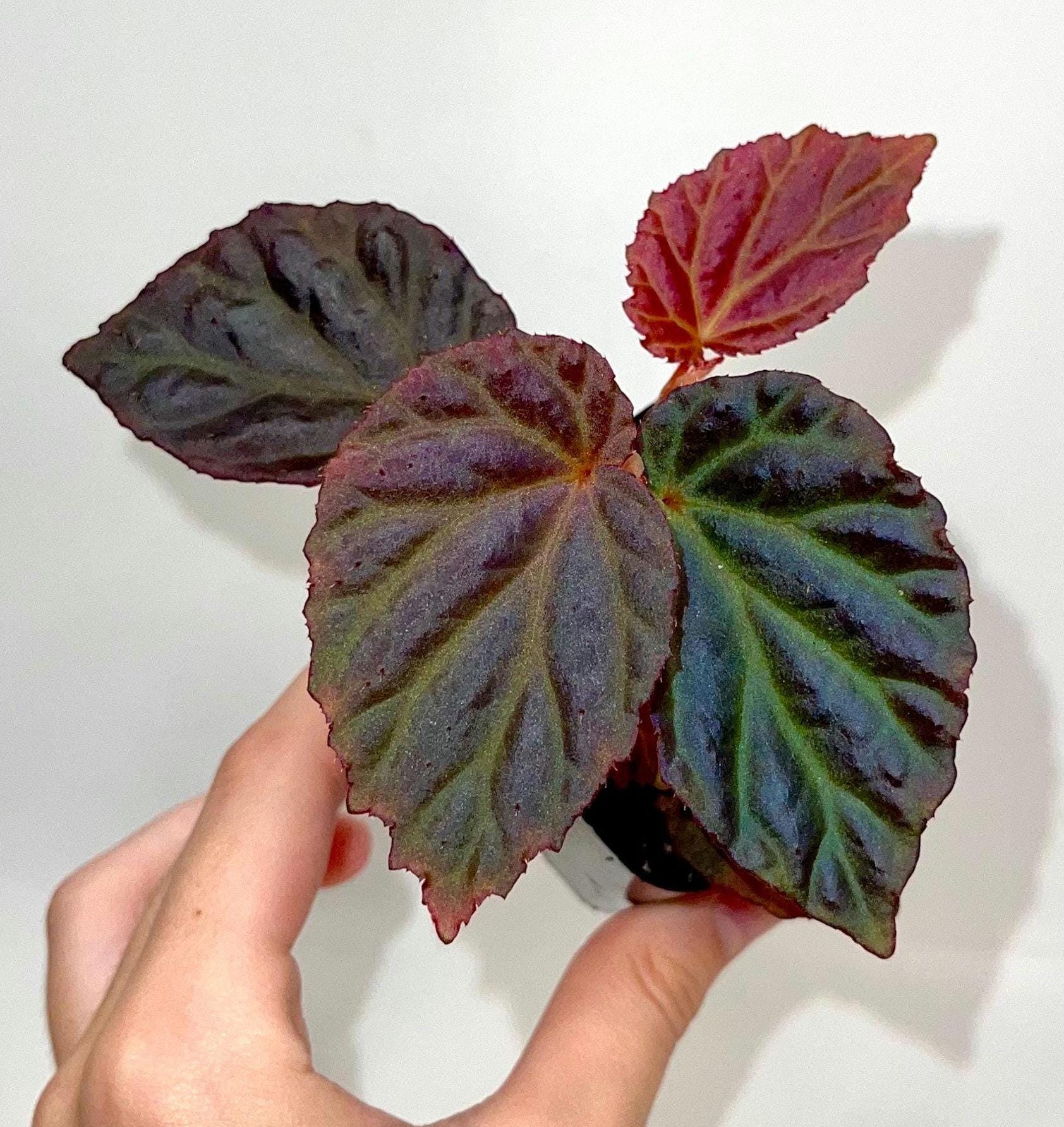 Begonia Botanicaz 87 V.1