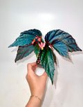 Begonia Botanicaz 141
