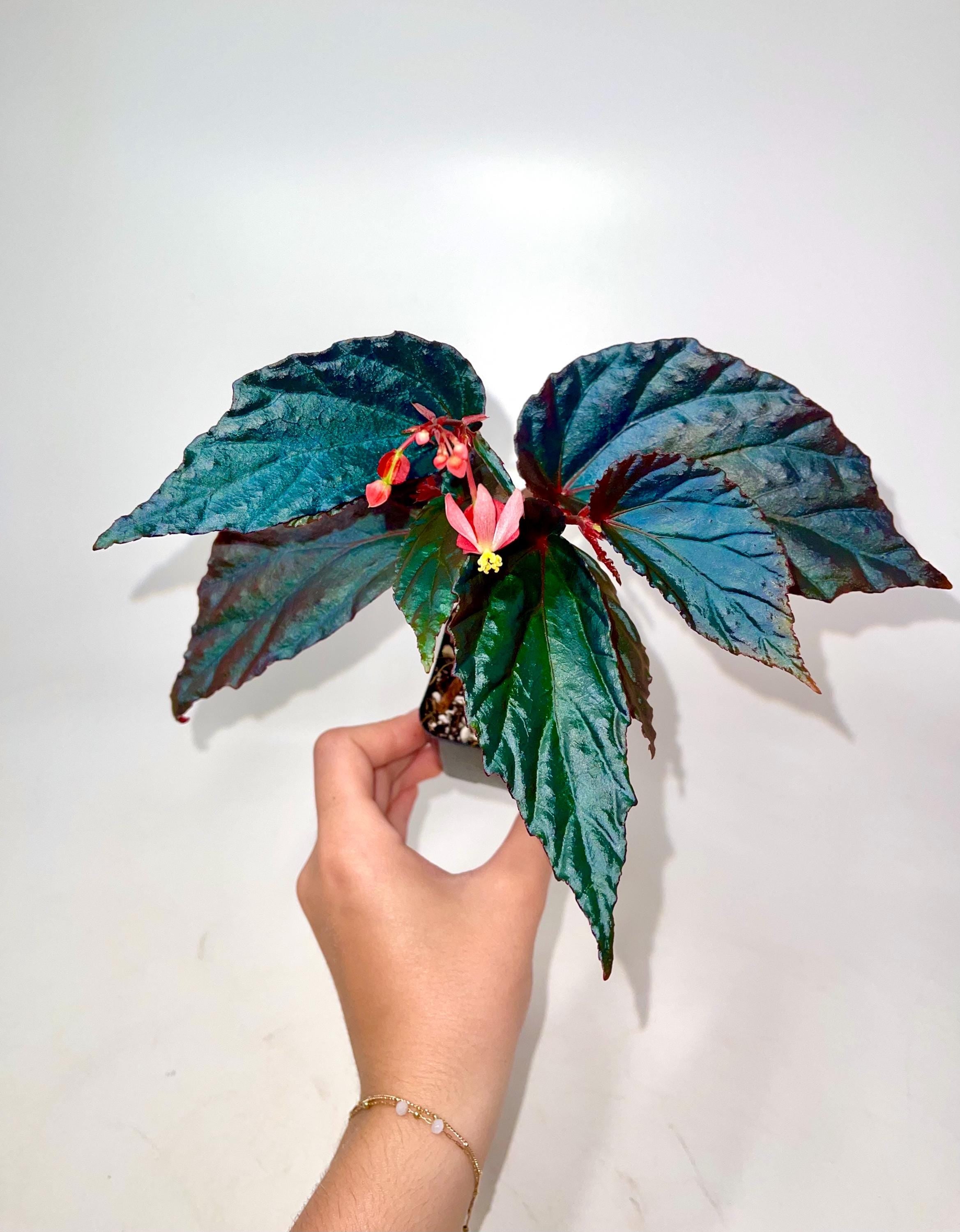 Begonia Botanicaz 141