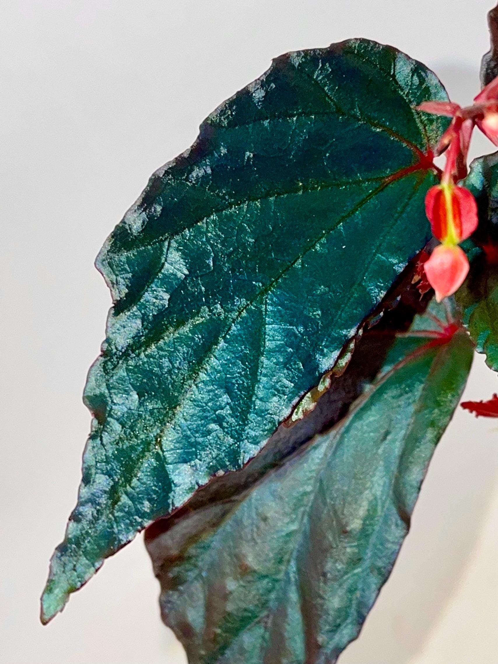 READY SOON Botanicaz 141