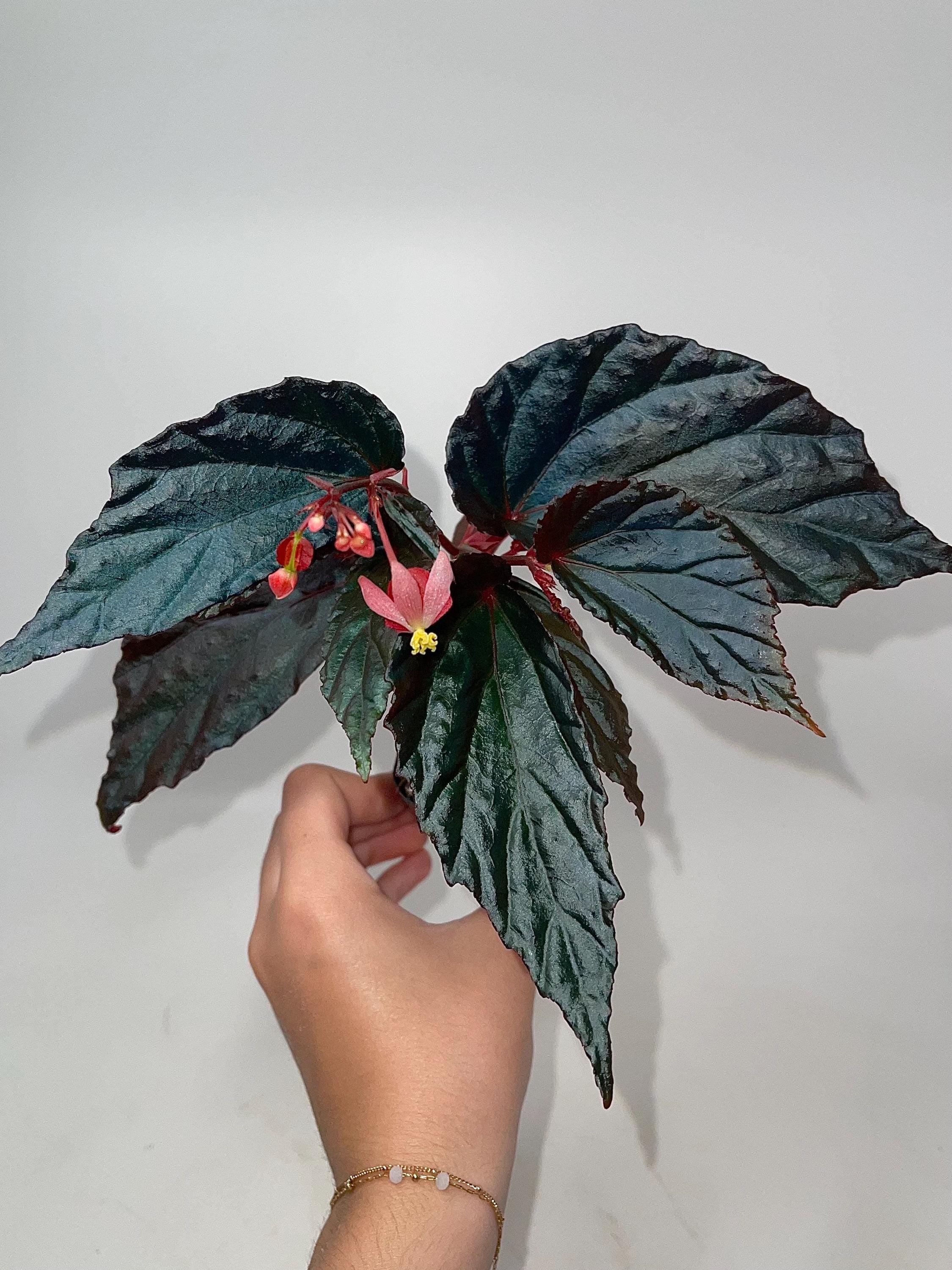 READY SOON Botanicaz 141