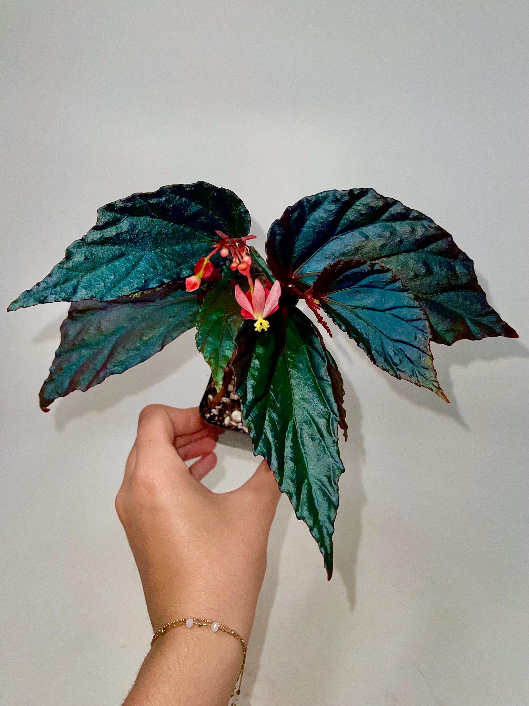 READY SOON Botanicaz 141