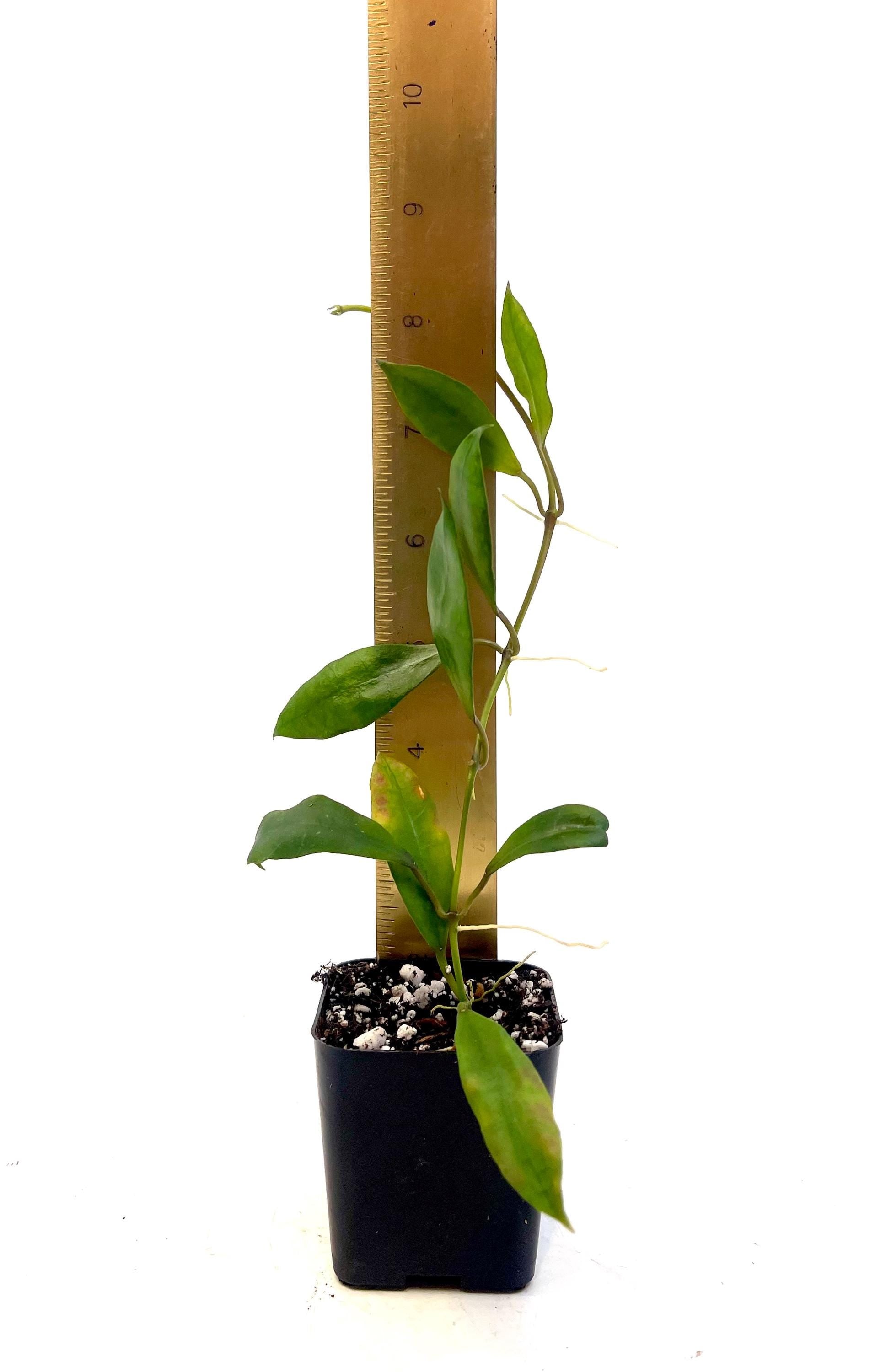Reverted Hoya sp. walliniana Variegata. (Can acclimate to house conditions)
