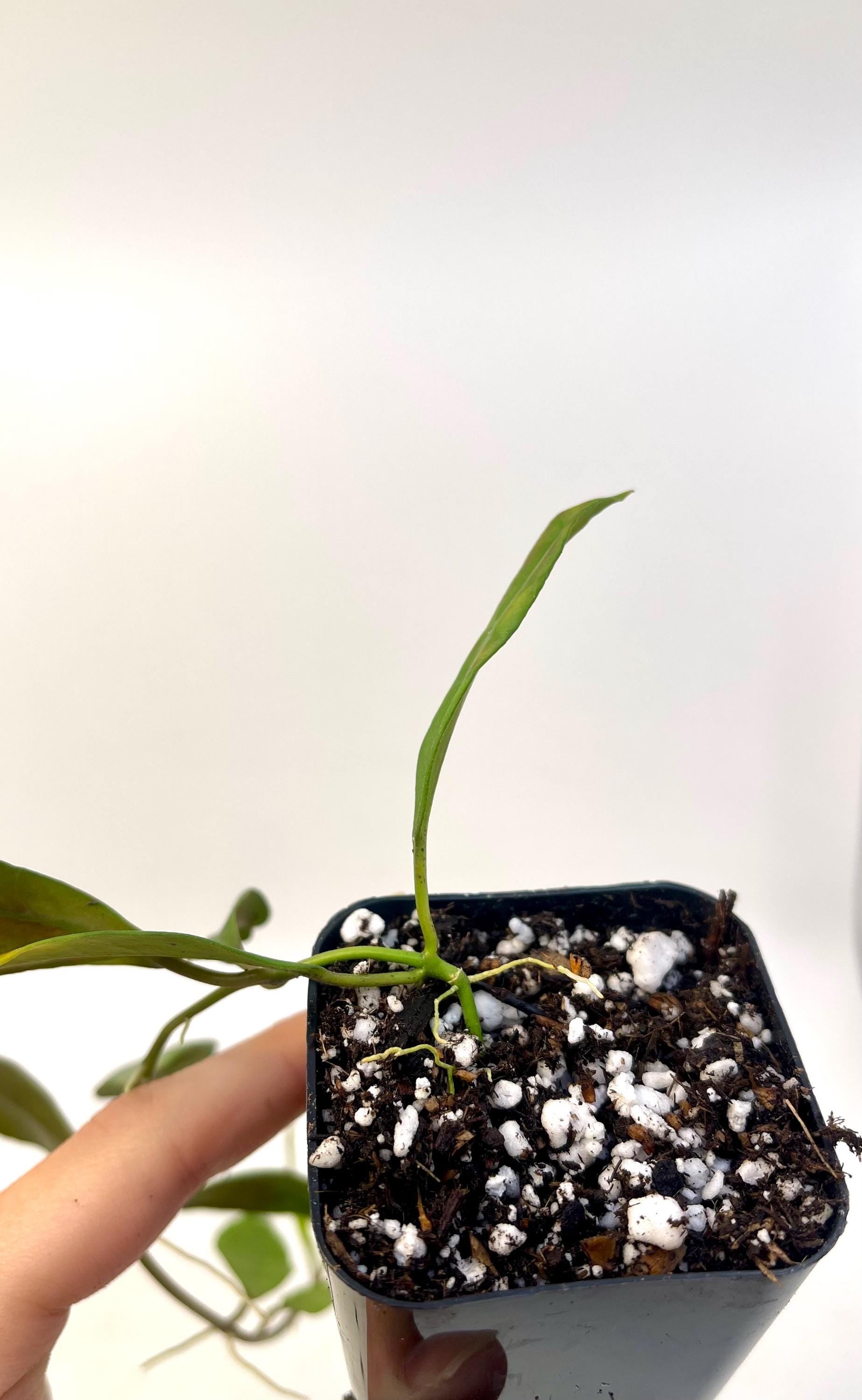 Reverted Hoya sp. walliniana Variegata. (Can acclimate to house conditions)