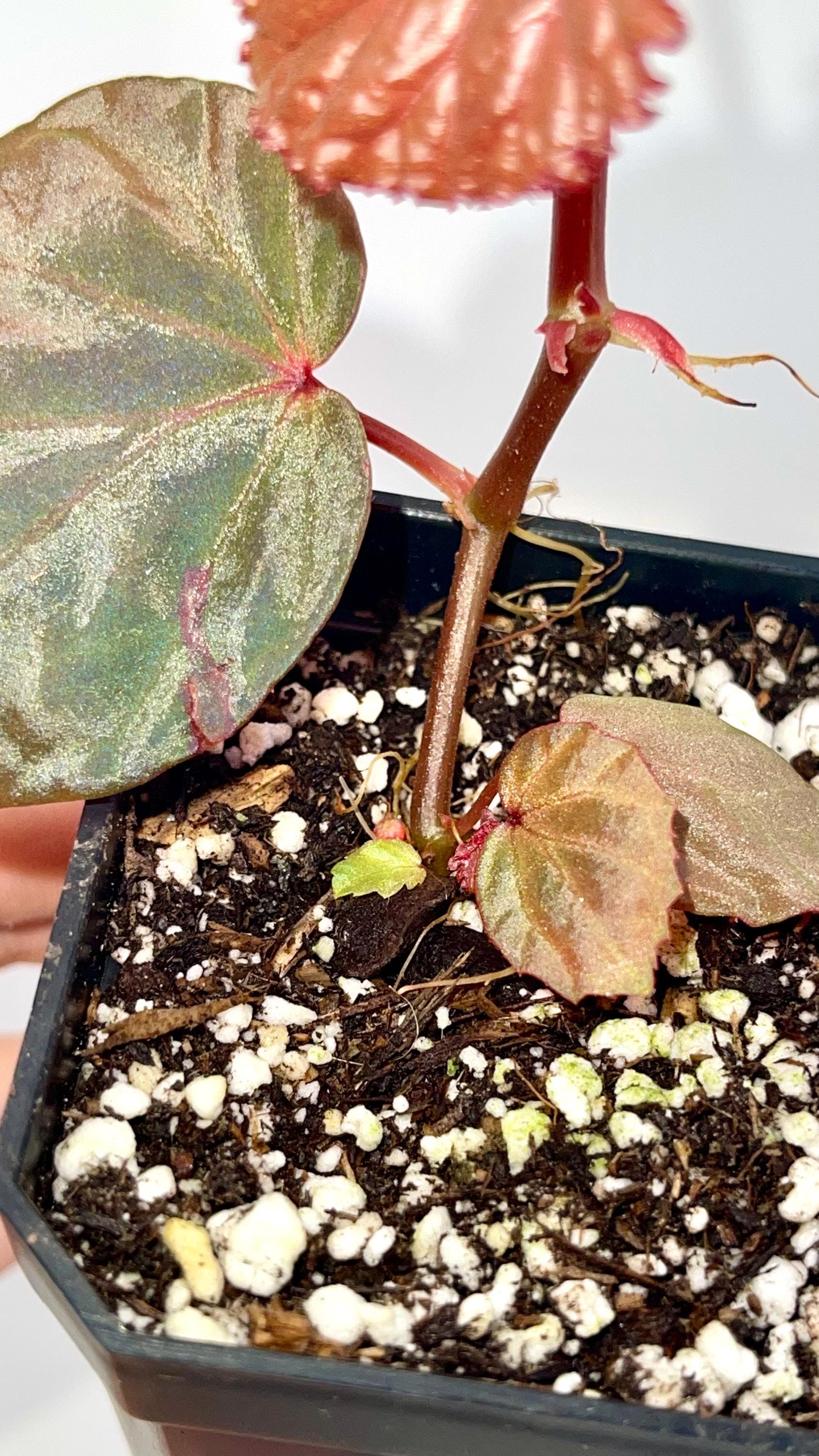 Begonia Botanicaz 115 V.1 (Imperfect)