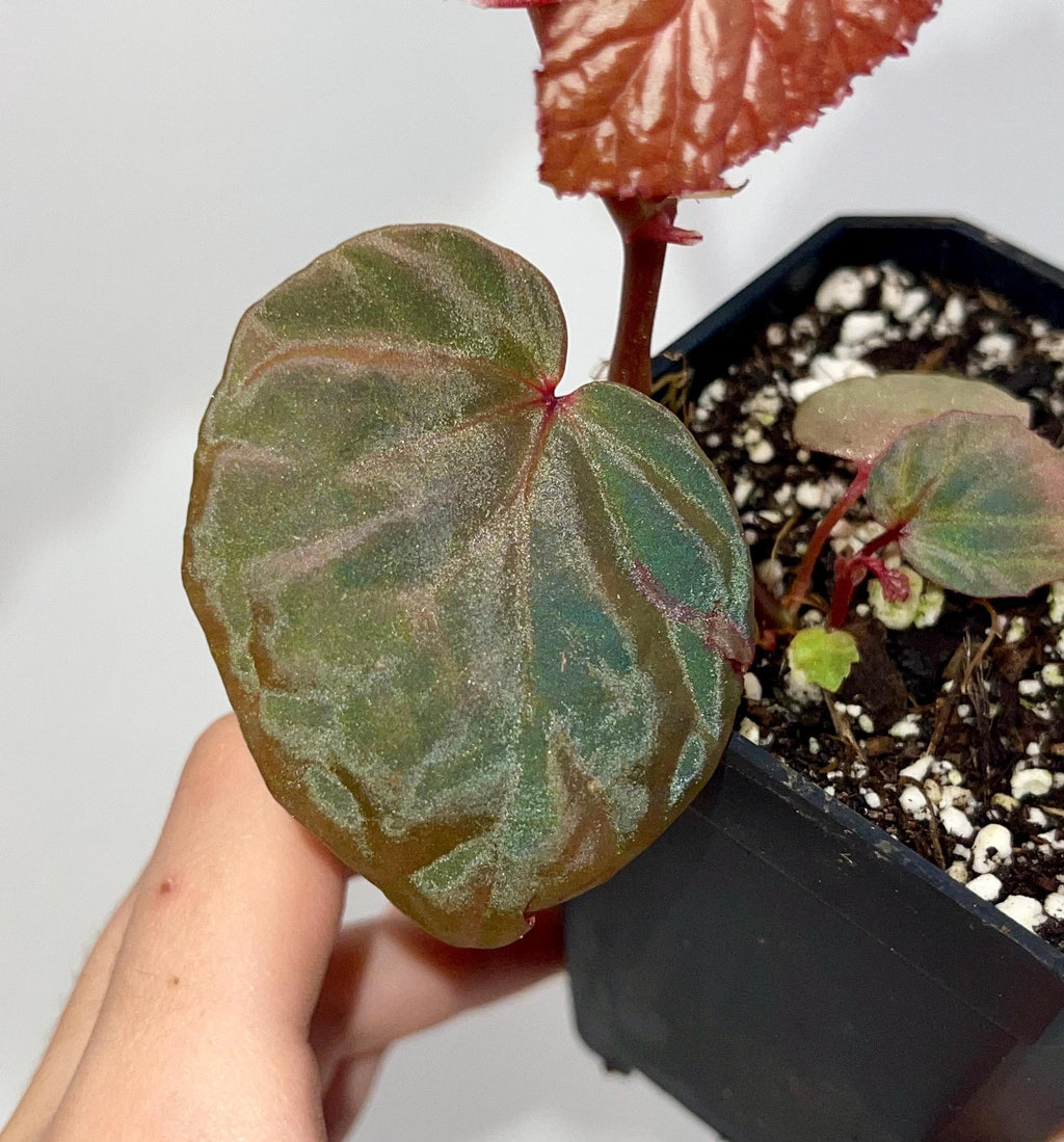 Begonia Botanicaz 115 V.1 (Imperfect)