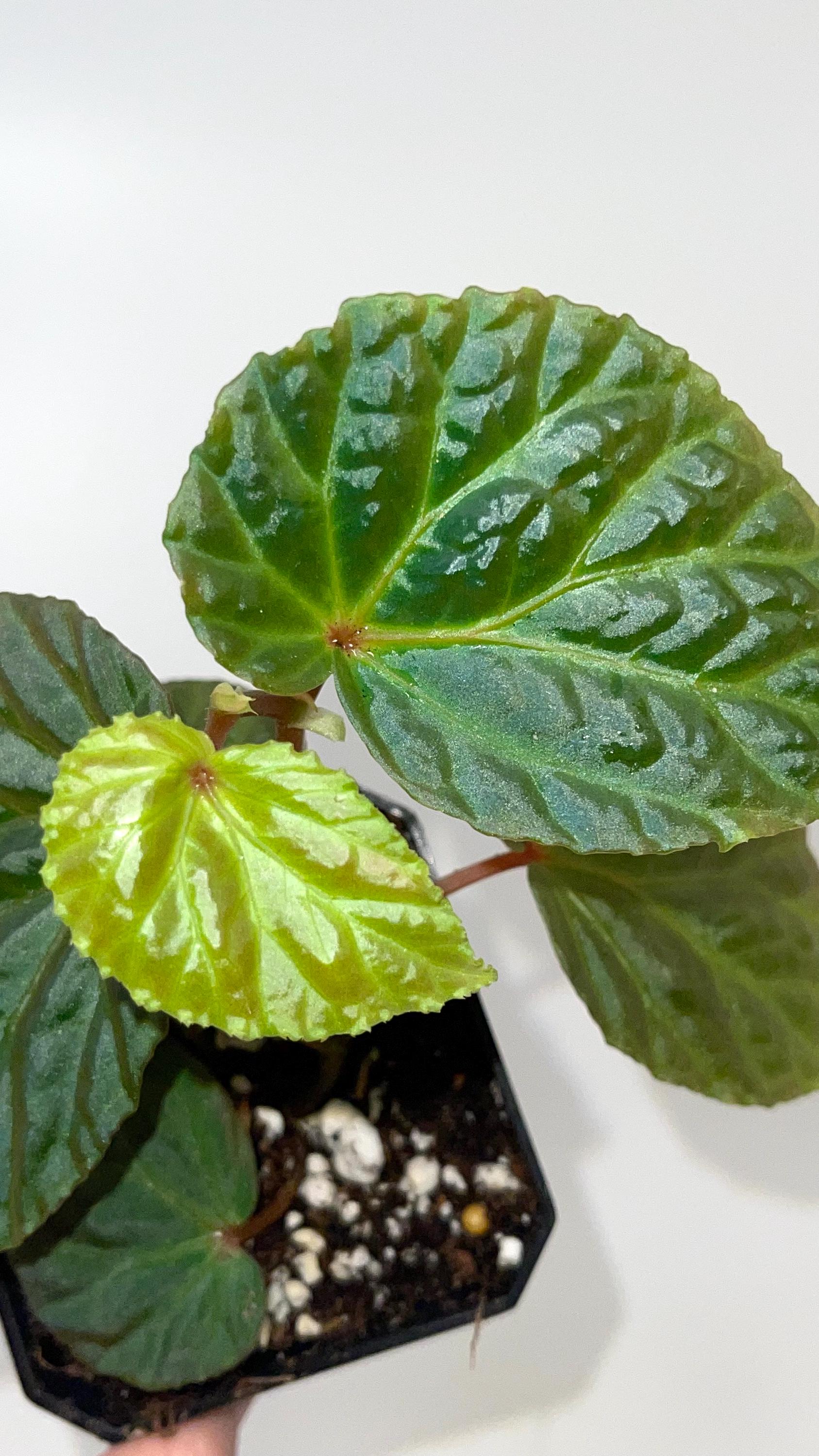 Begonia Botanicaz 115 V.7
