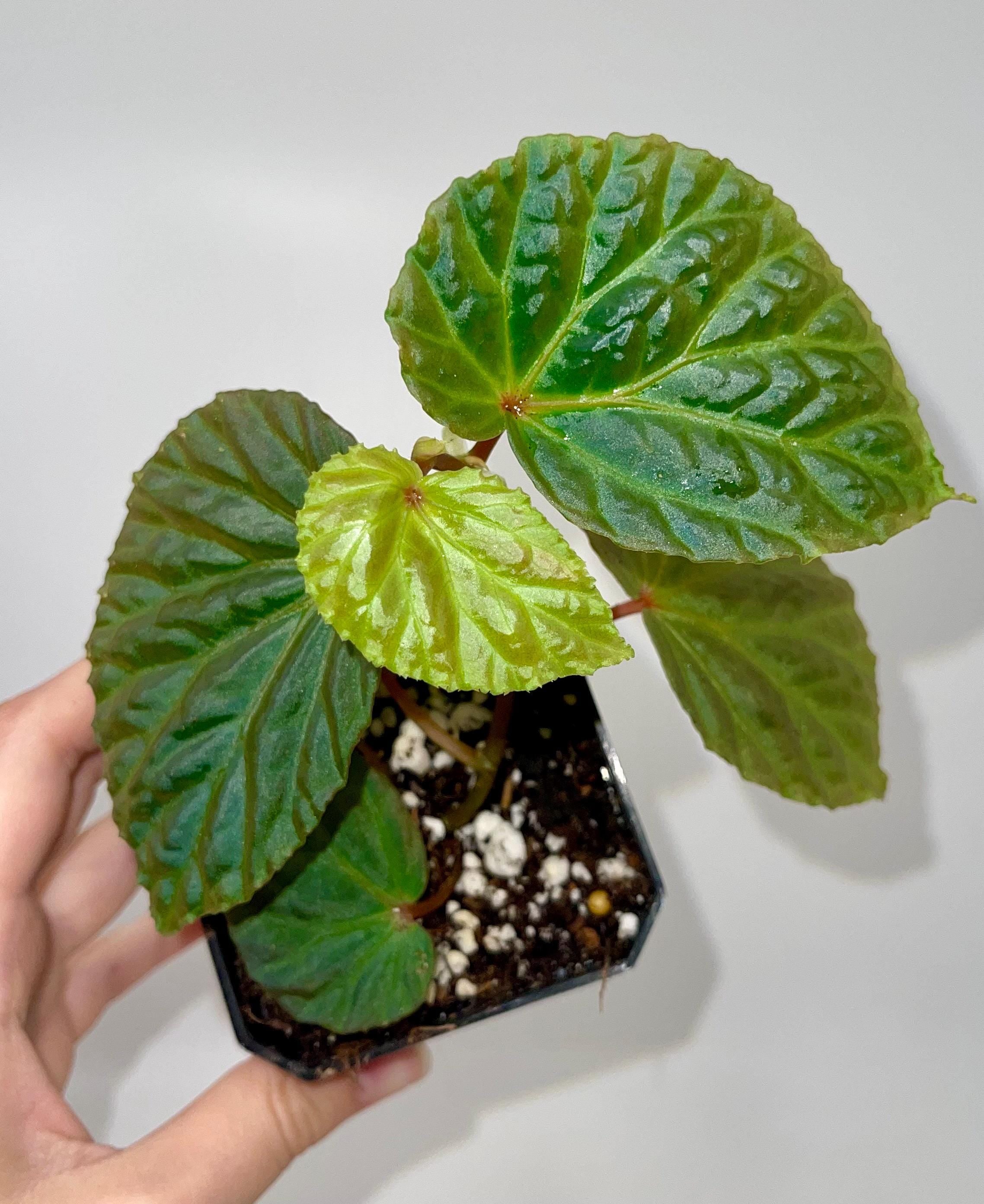 Begonia Botanicaz 115 V.7