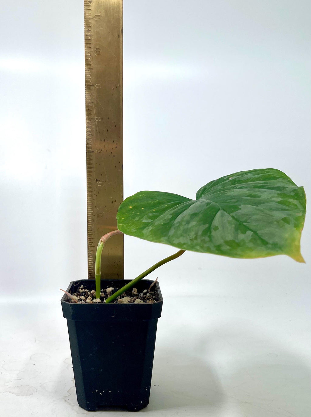 Philodendron 'Majestic' (One node, rooted cutting) (Can acclimate to house conditions)