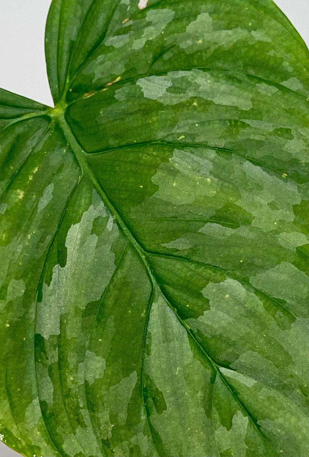 Philodendron 'Majestic' (One node, rooted cutting) (Can acclimate to house conditions)
