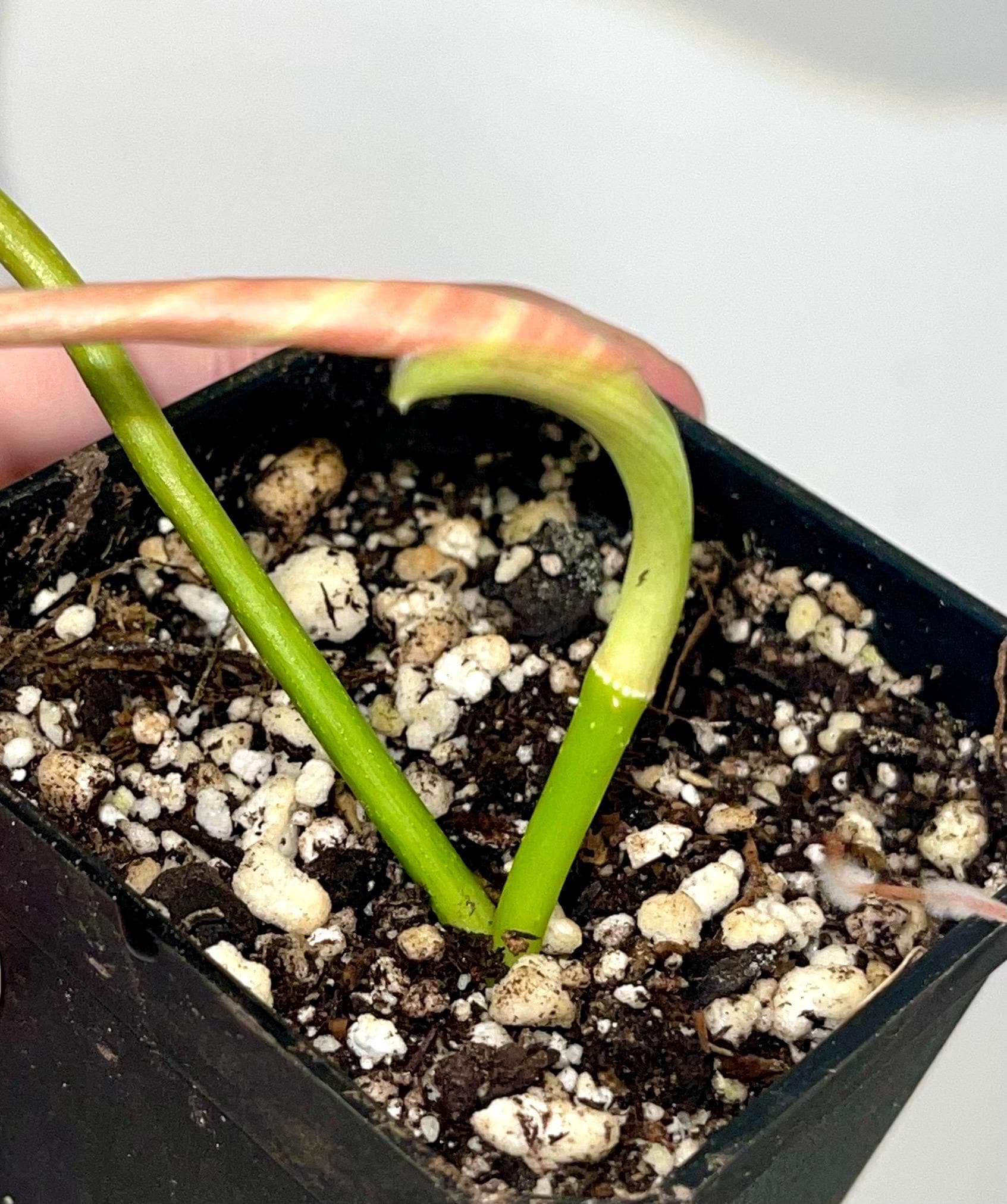 Philodendron 'Majestic' (One node, rooted cutting) (Can acclimate to house conditions)