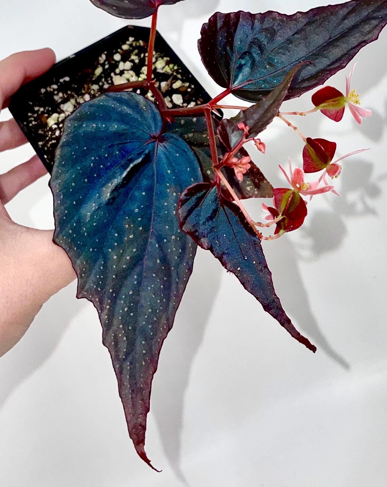 Begonia Botanicaz 212