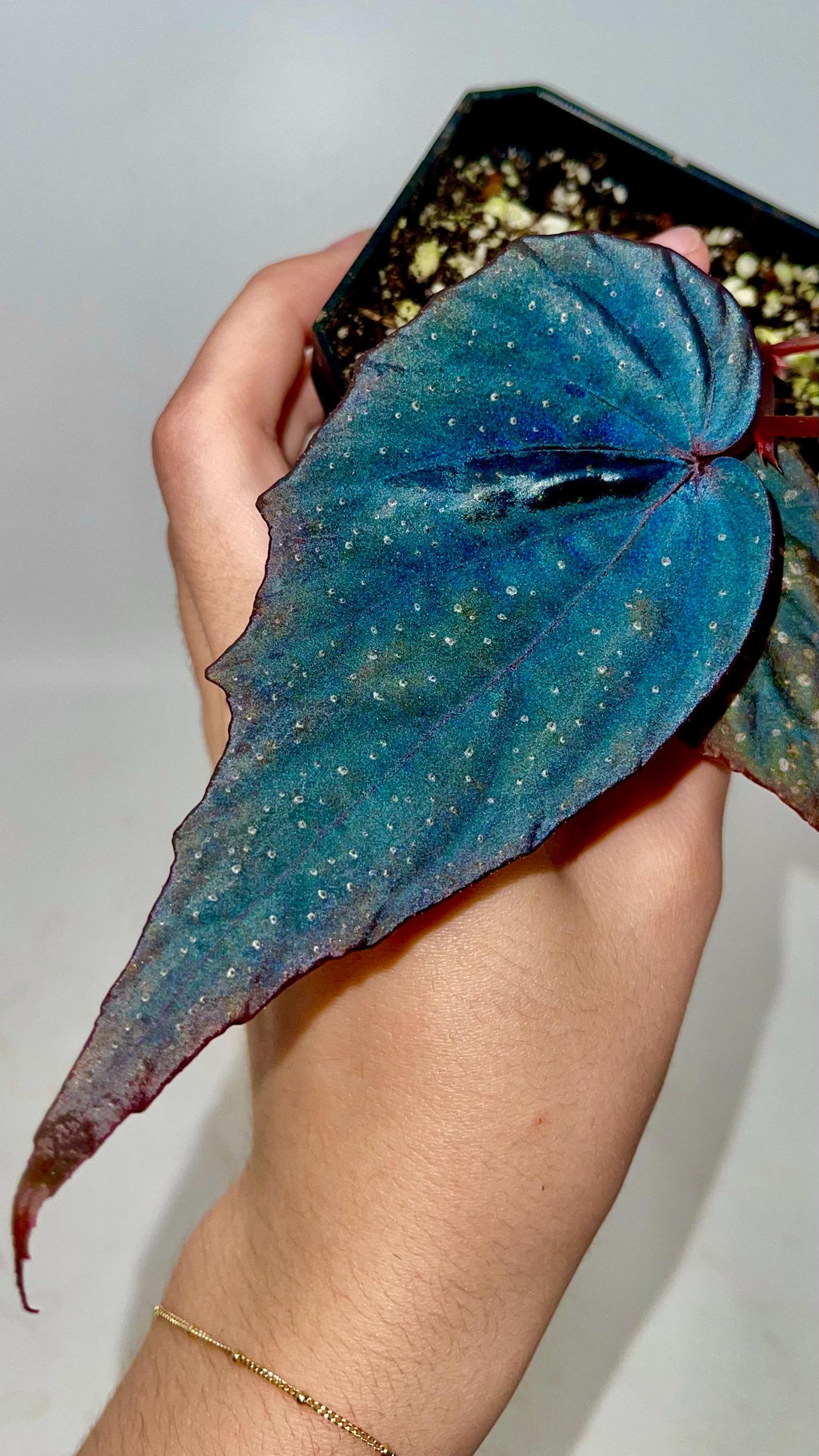 Begonia Botanicaz 212