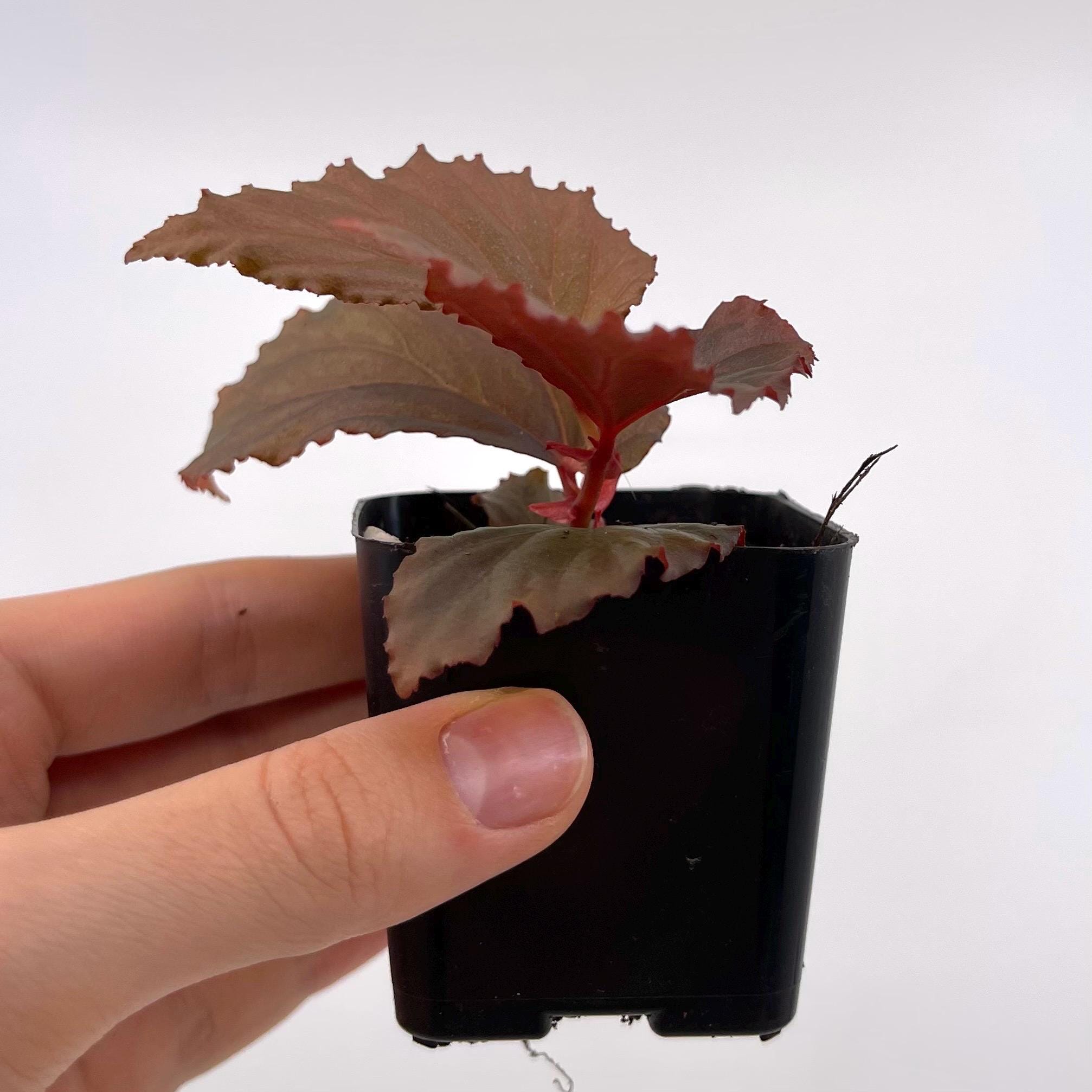 Begonia Botanicaz 109 V.1