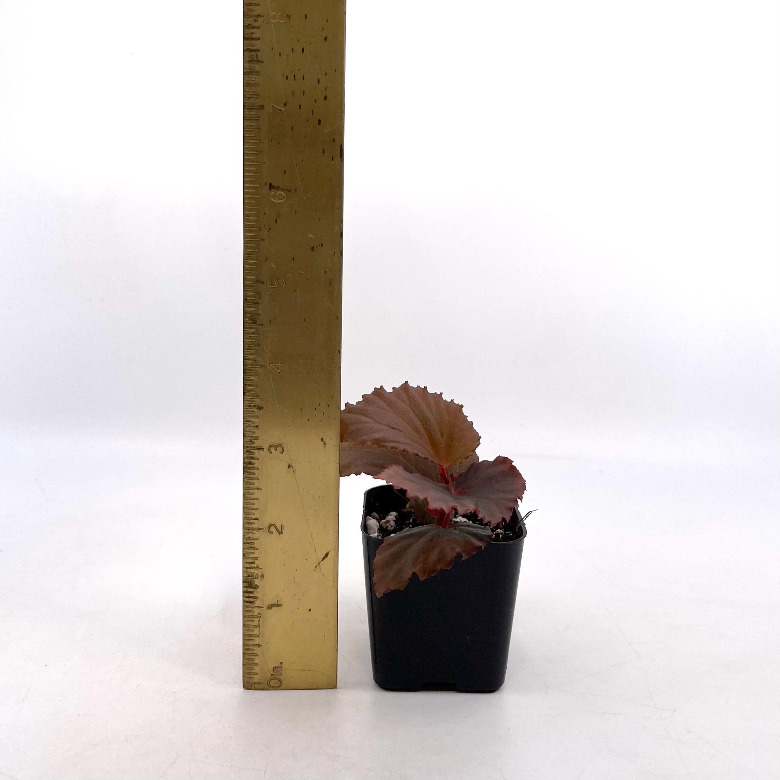 Begonia Botanicaz 109 V.1