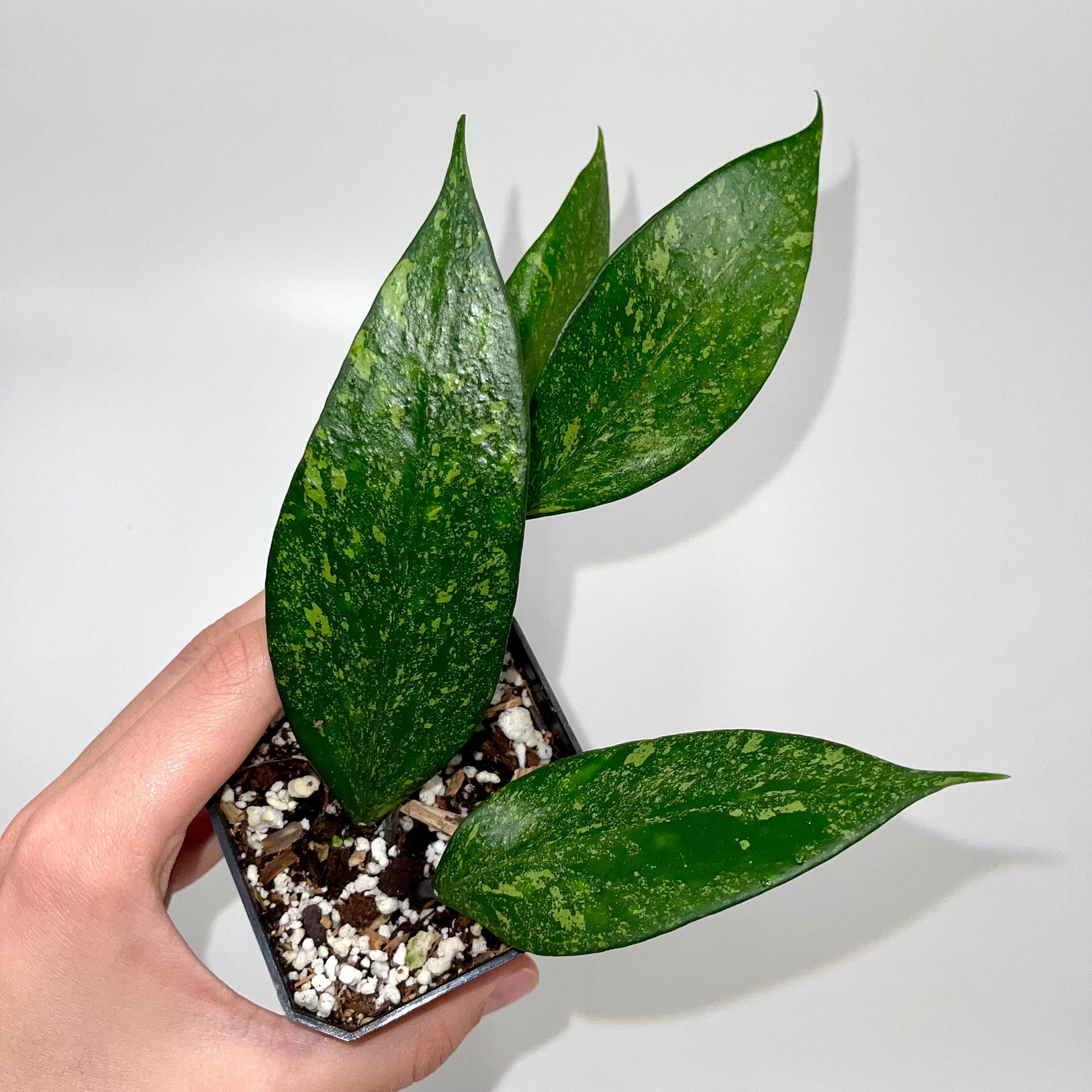 Hoya Snow Cui Silver (Hoya XQ) (Can acclimate to house conditions)