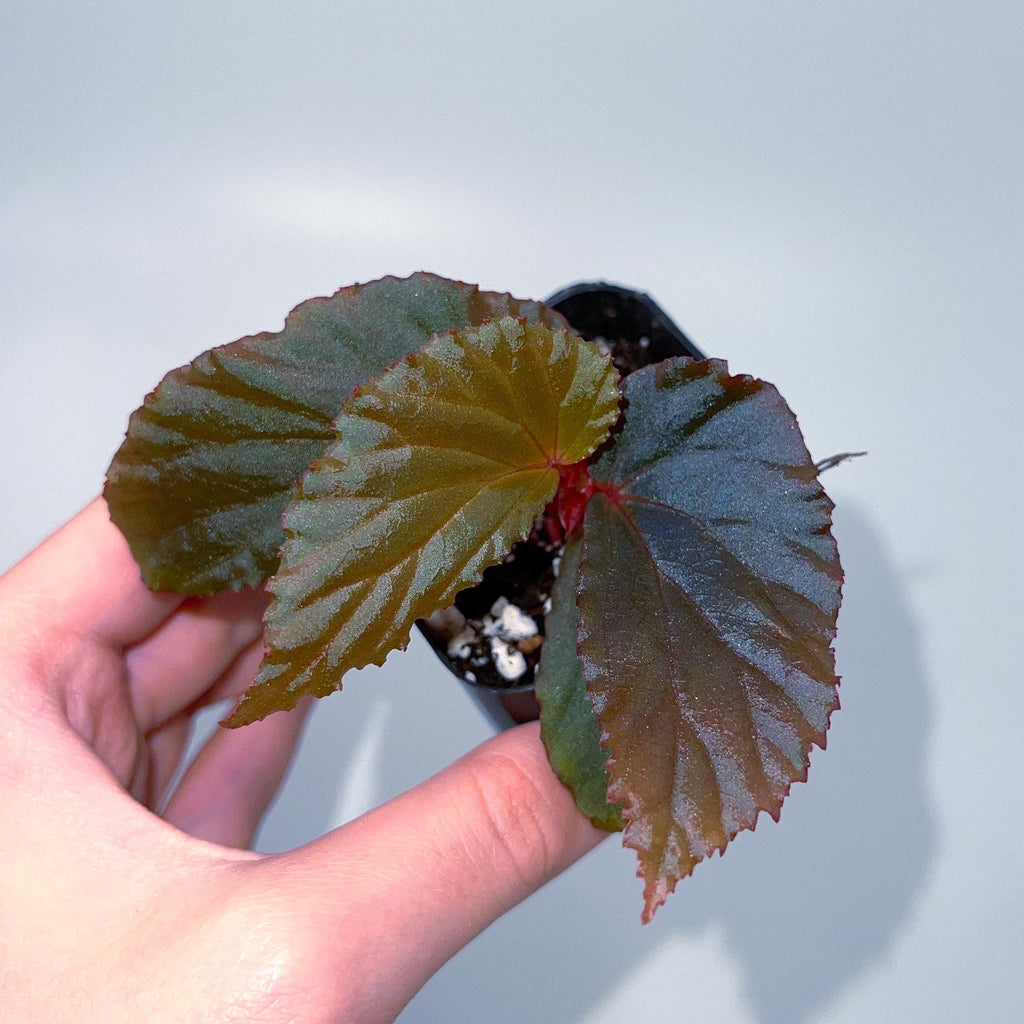 Begonia Botanicaz 109 V.1