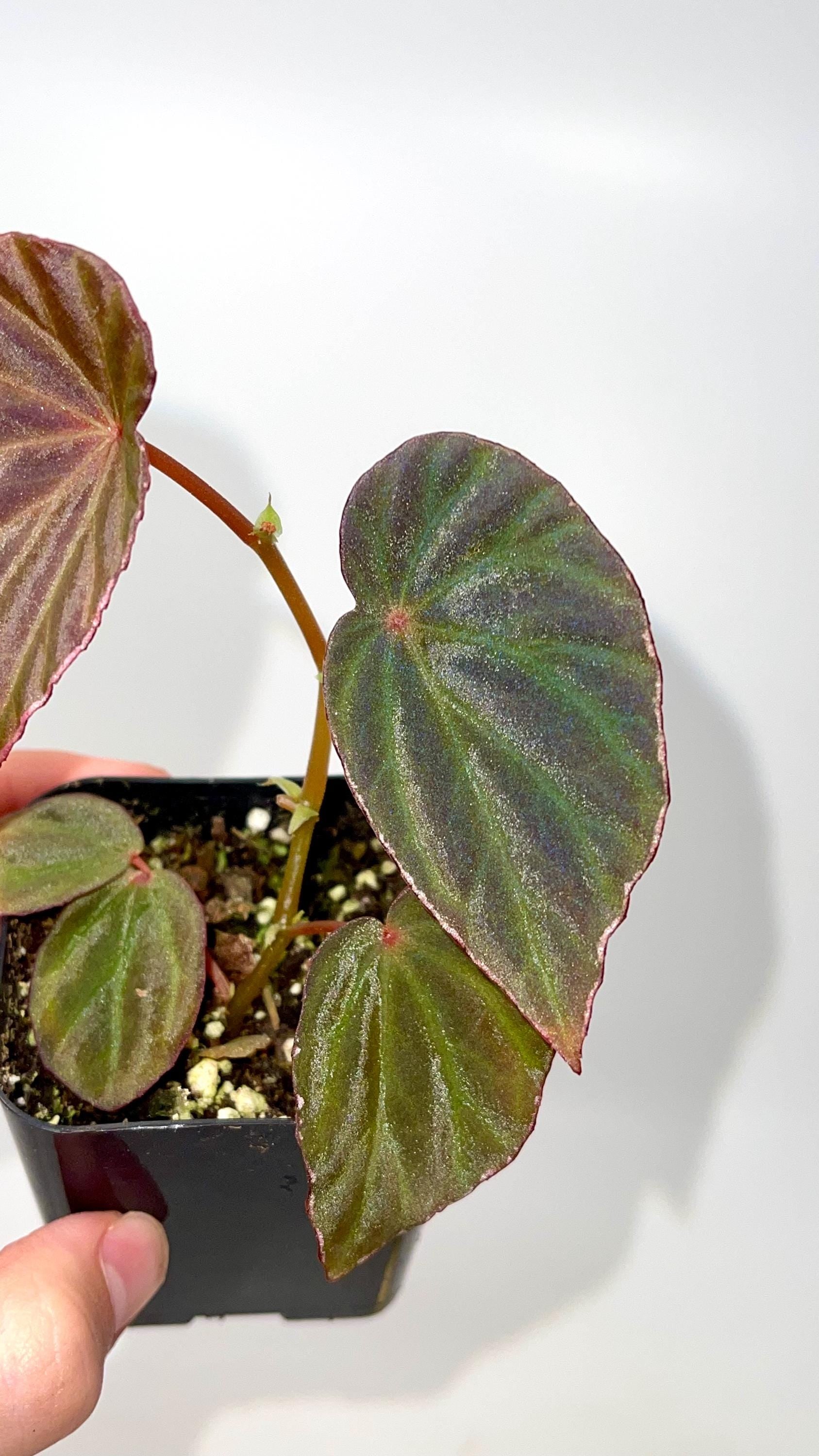 Begonia Botanicaz 111 V.1 (Can acclimate to house conditions)
