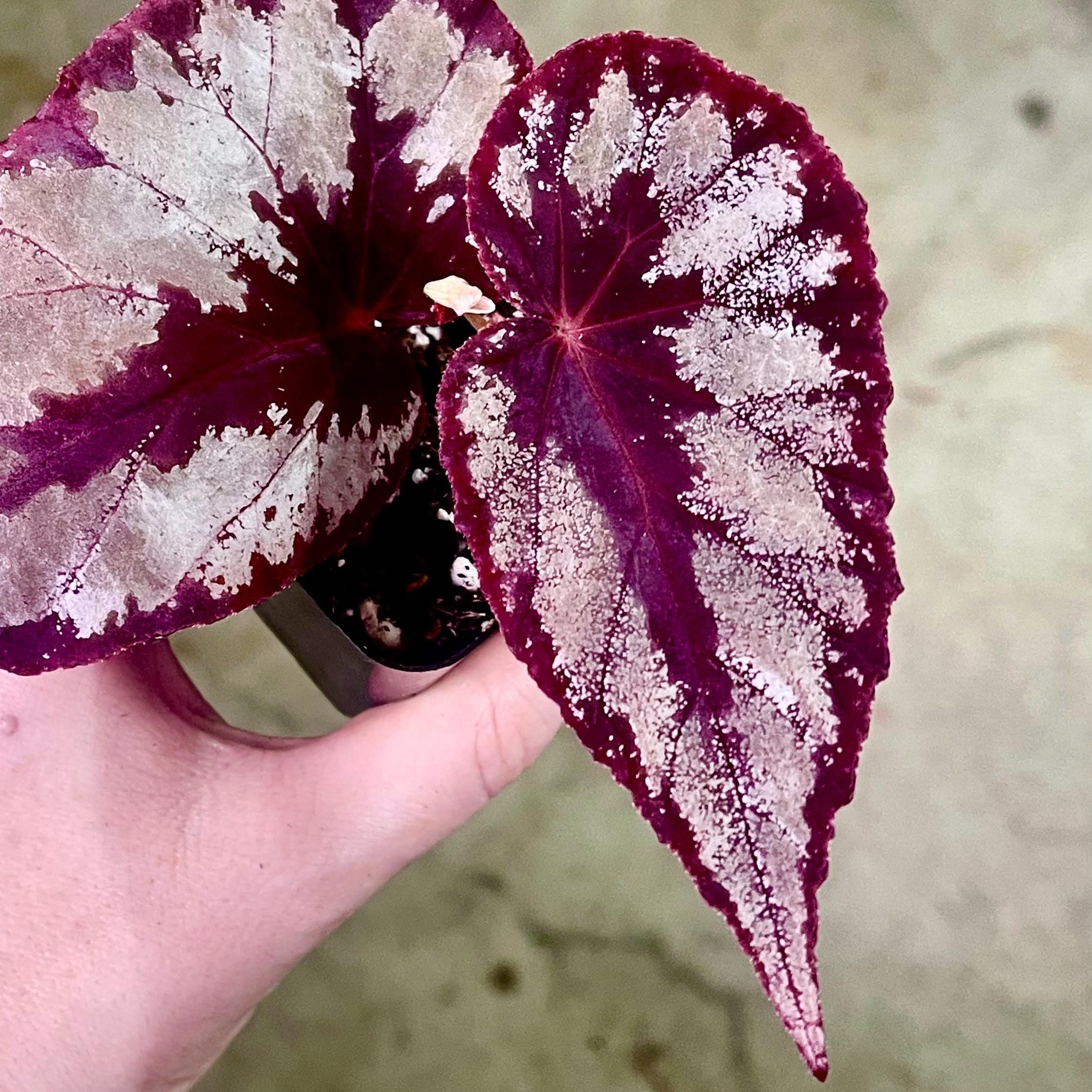 READY SOON Begonia Botanicaz 105 V.2 (Can acclimate to house conditions)