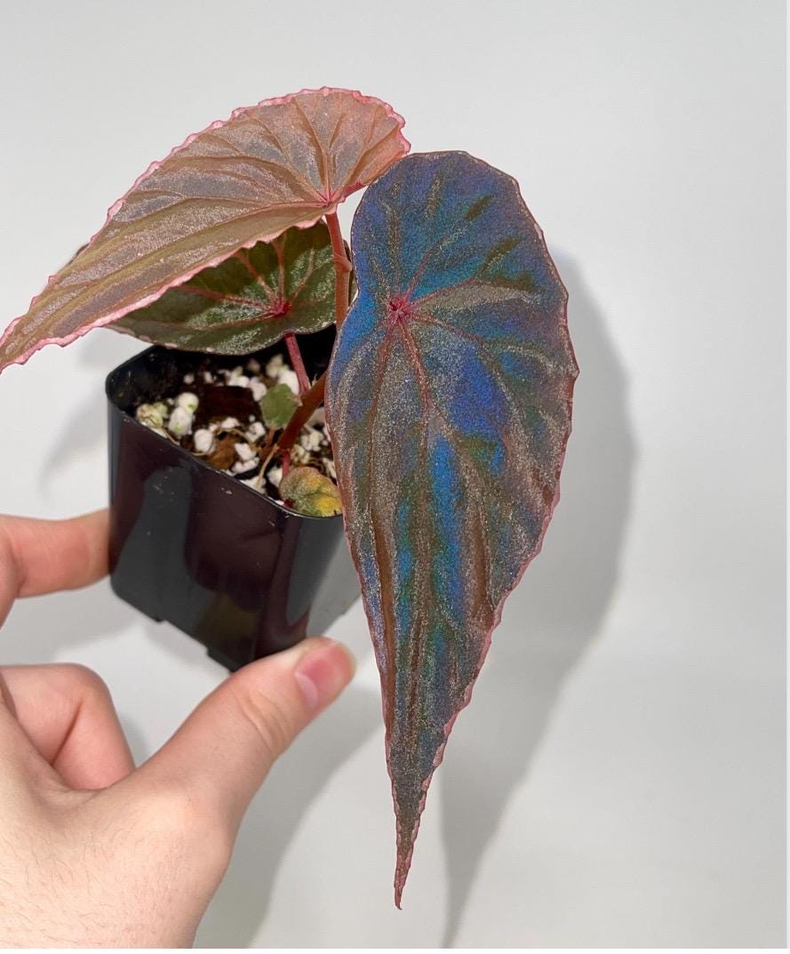 Begonia Botanicaz 60 V.1