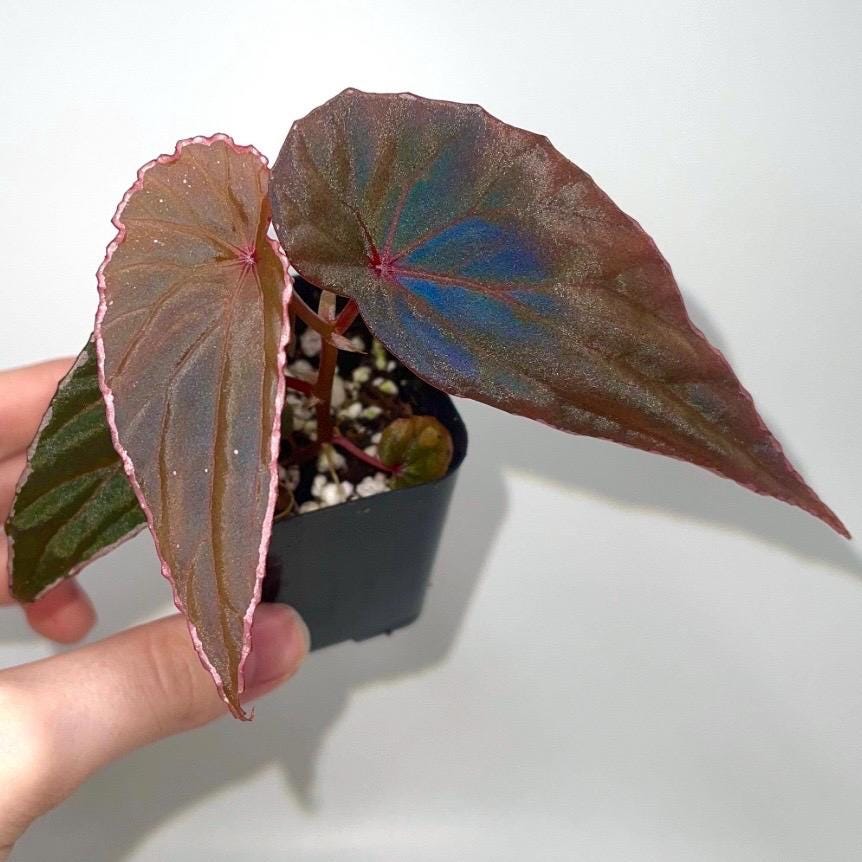 Begonia Botanicaz 60 V.1