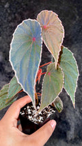 Begonia Botanicaz 60 V.1