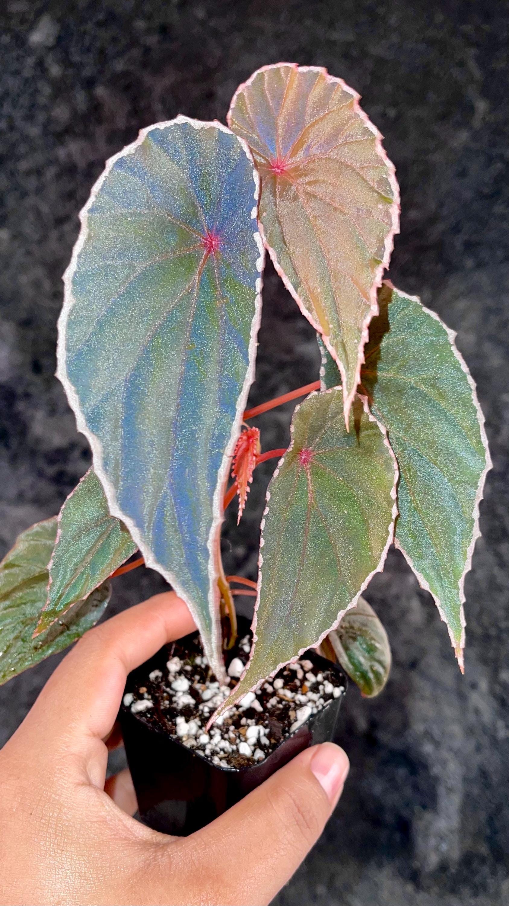 Begonia Botanicaz 60 V.1