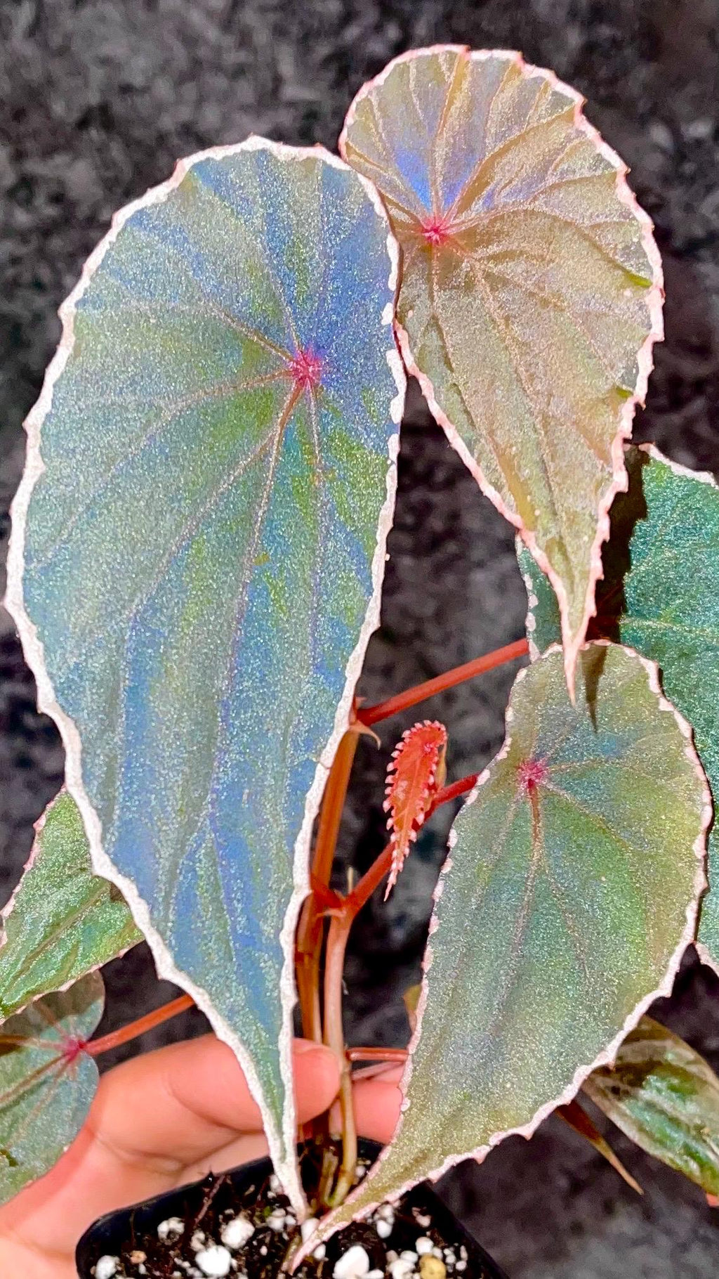 Begonia Botanicaz 60 V.1